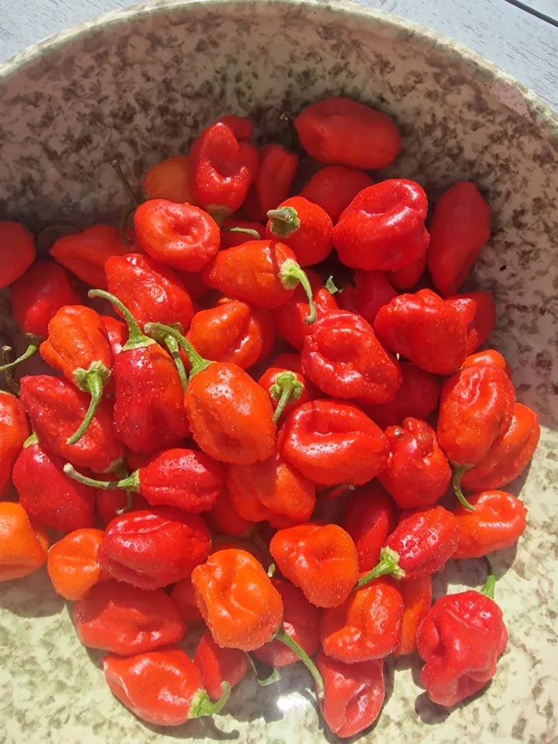Ecuadorian Devil's Breath Chilli Seeds - Image 6