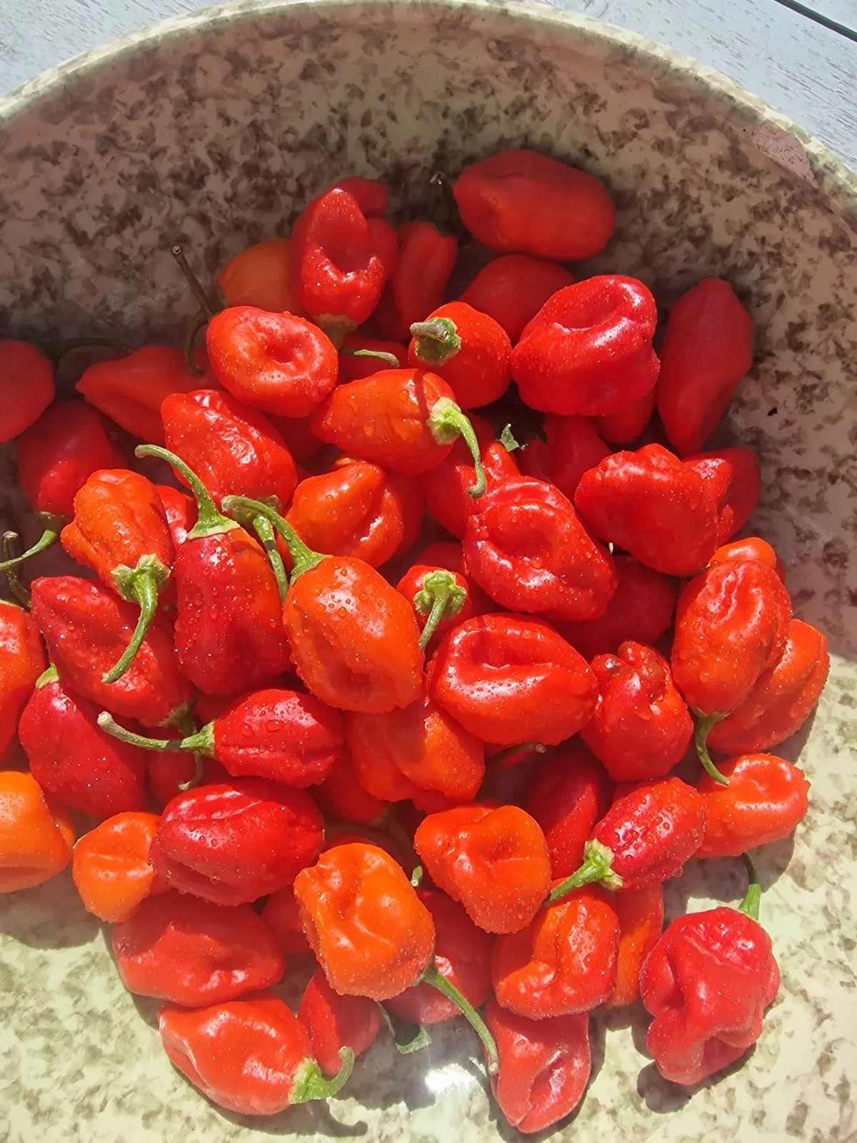 Ecuadorian Devil's Breath Chilli Seeds - Image 6