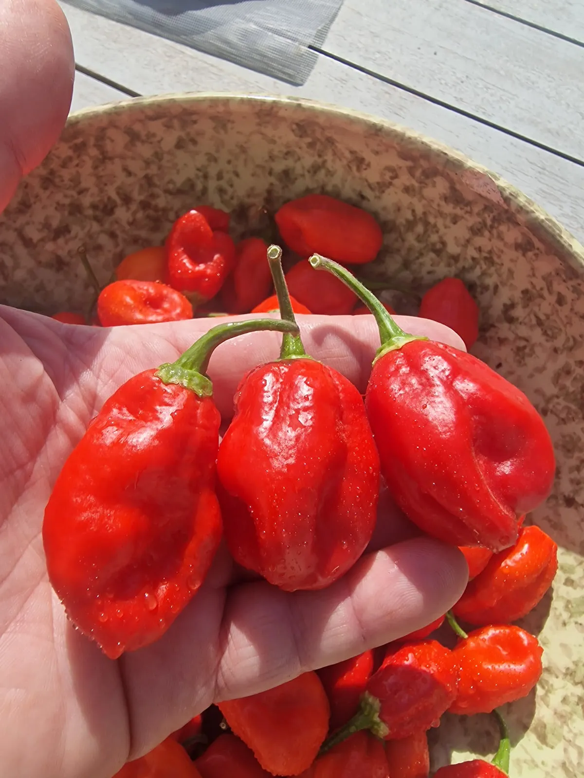 Ecuadorian Devil's Breath Chilli Seeds