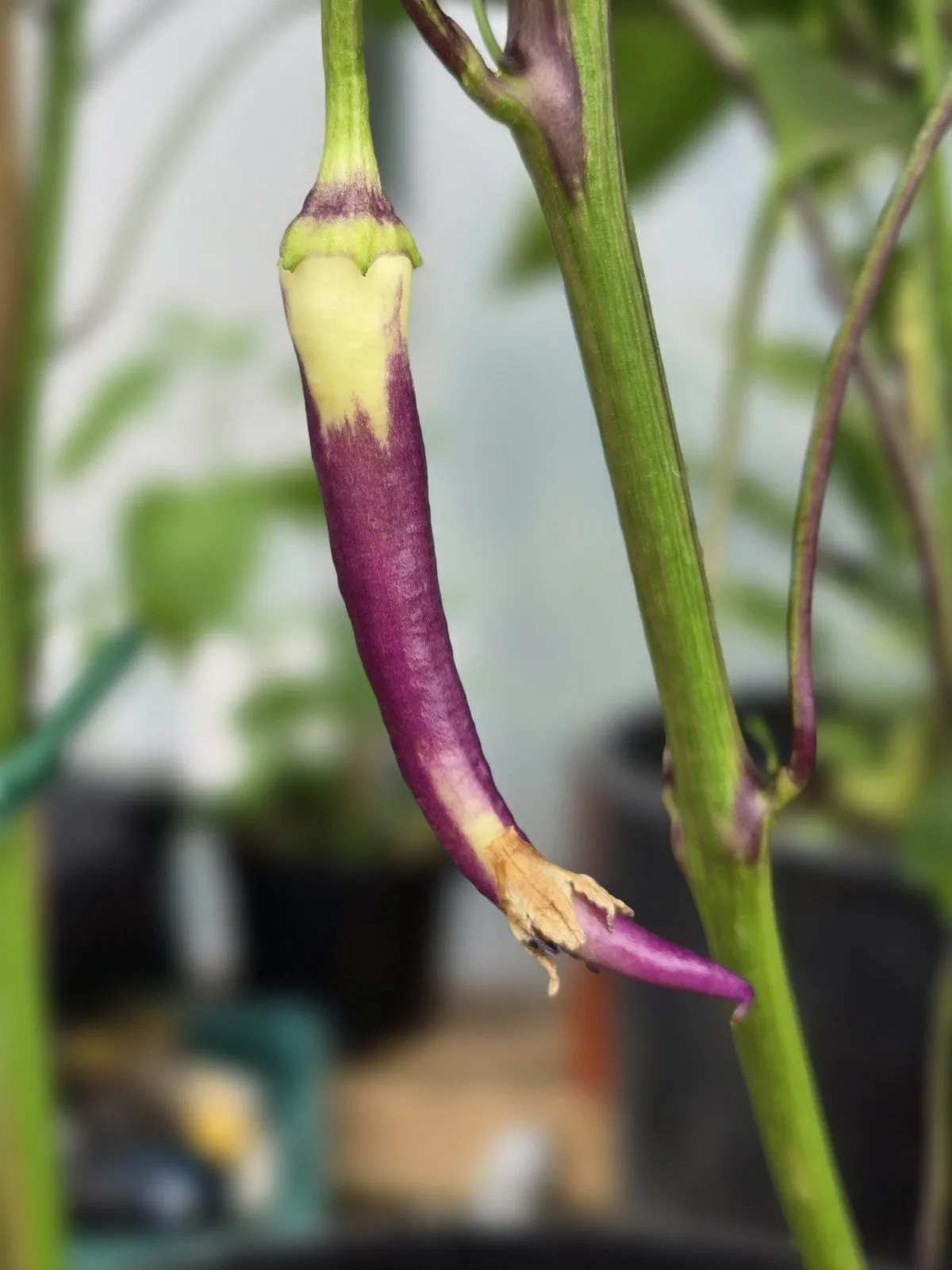 Buena Mulata - Image 3