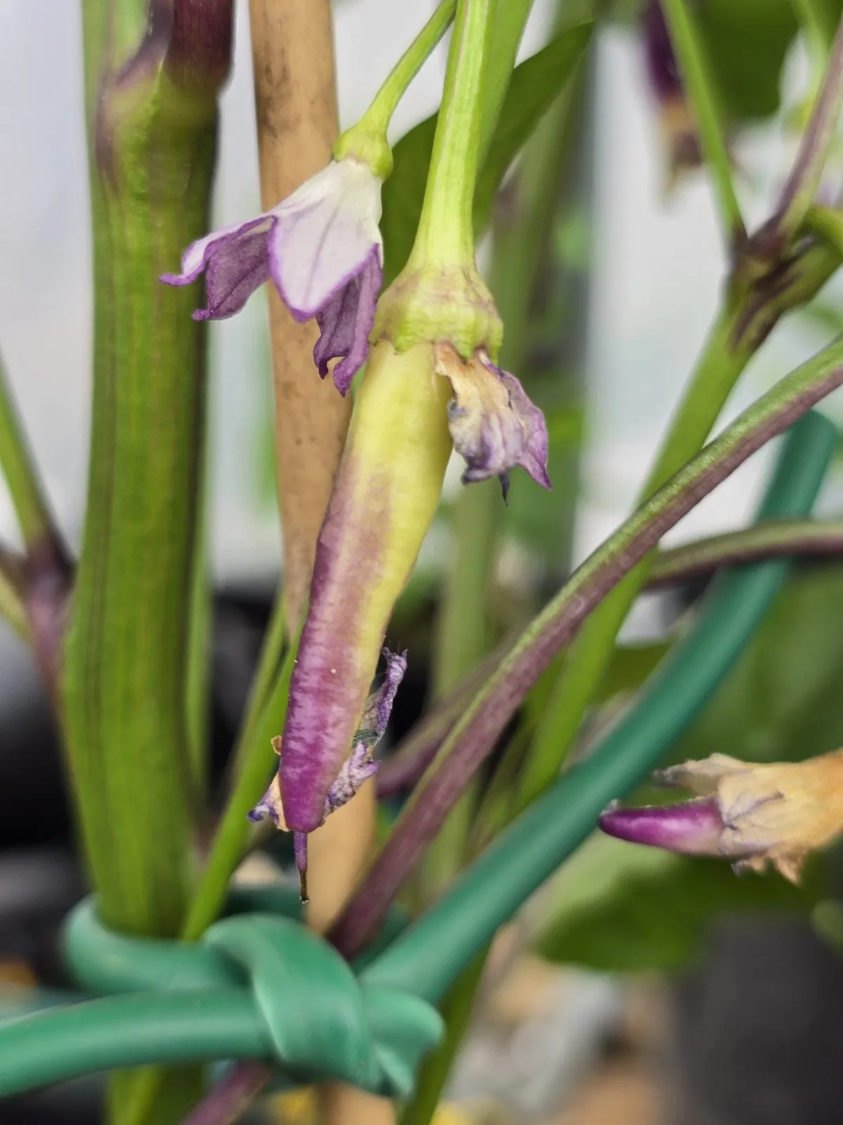 Buena Mulata - Image 5