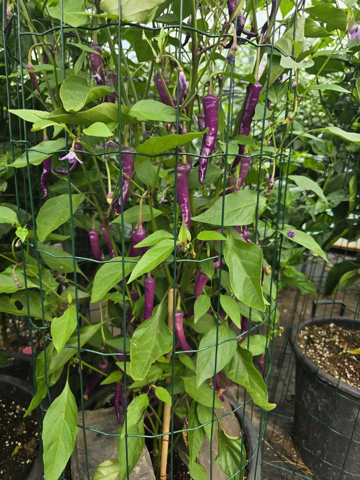 Buena Mulata - Image 19