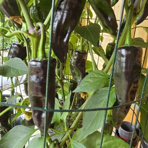Czech Black Chilli Seeds