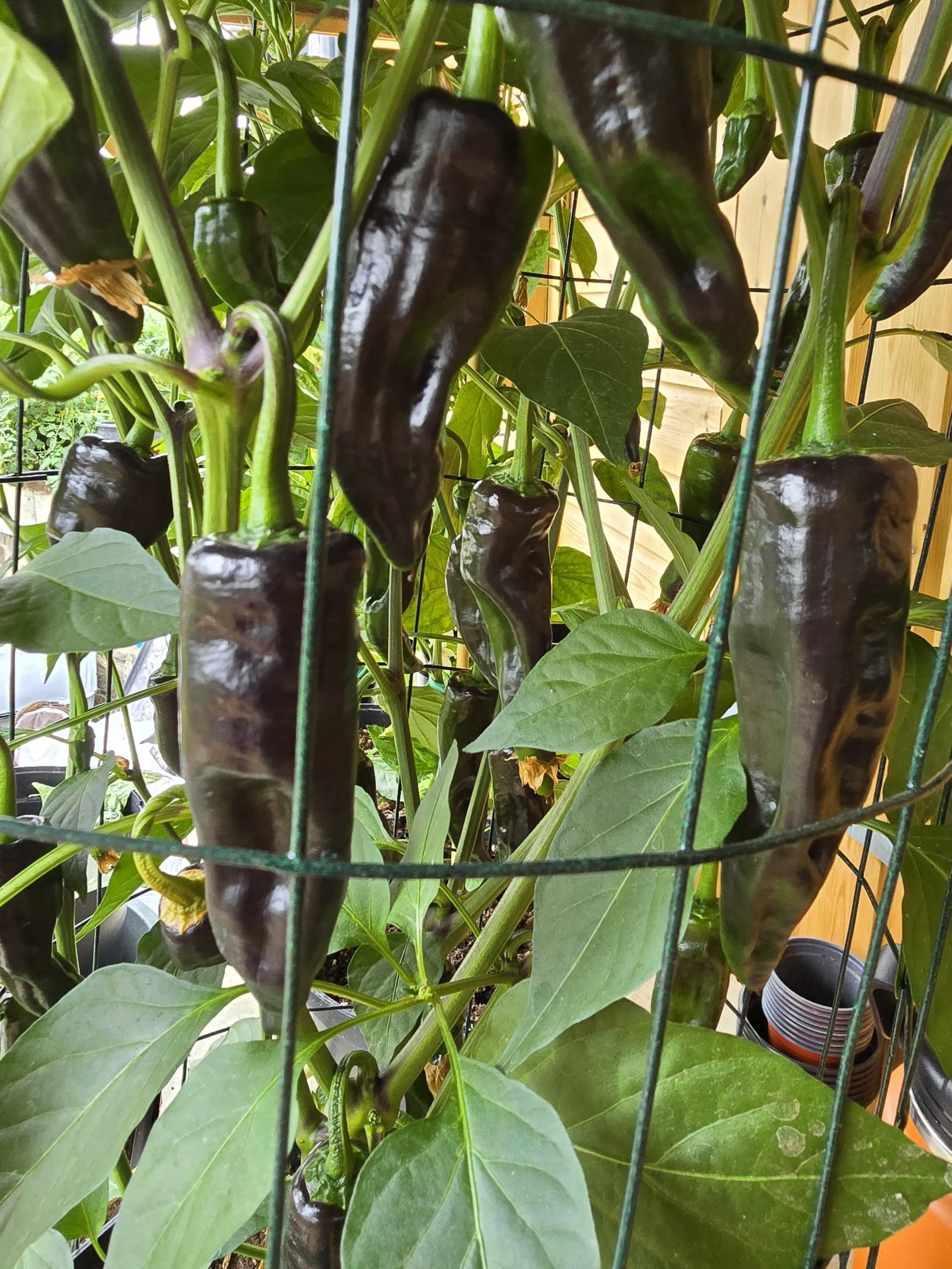 Czech Black Chilli Seeds