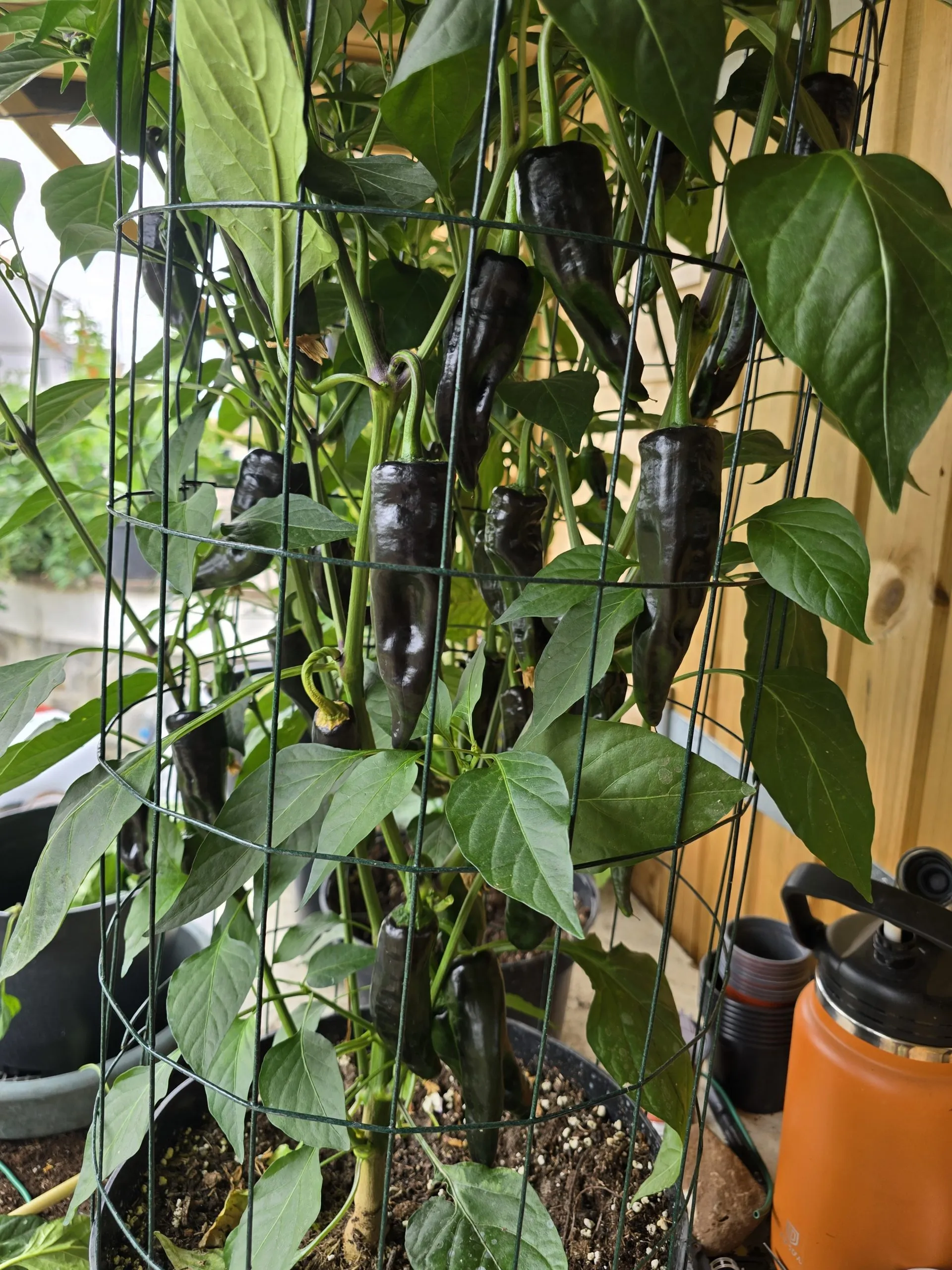 Czech Black - Image 7