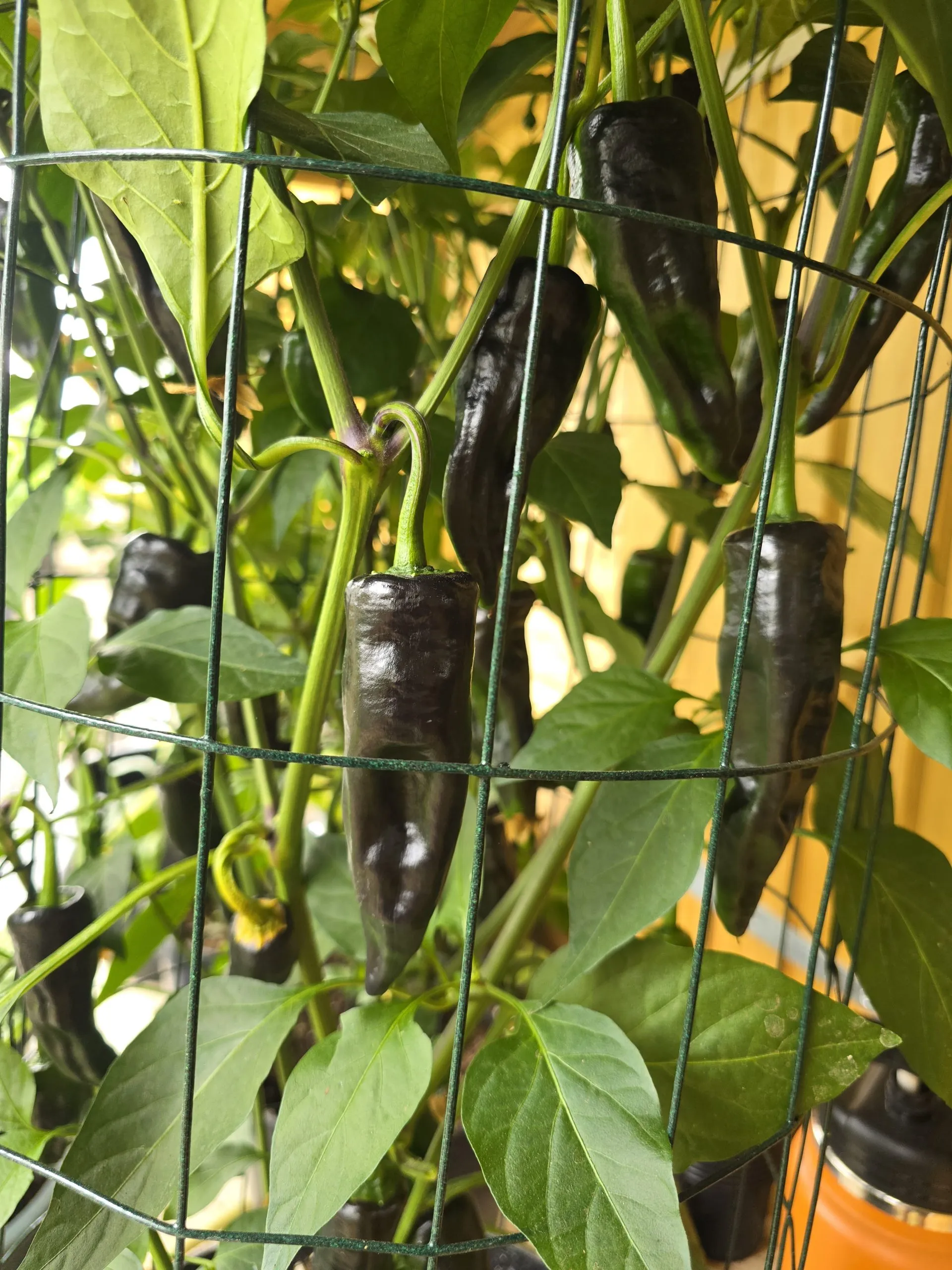 Czech Black - Image 3