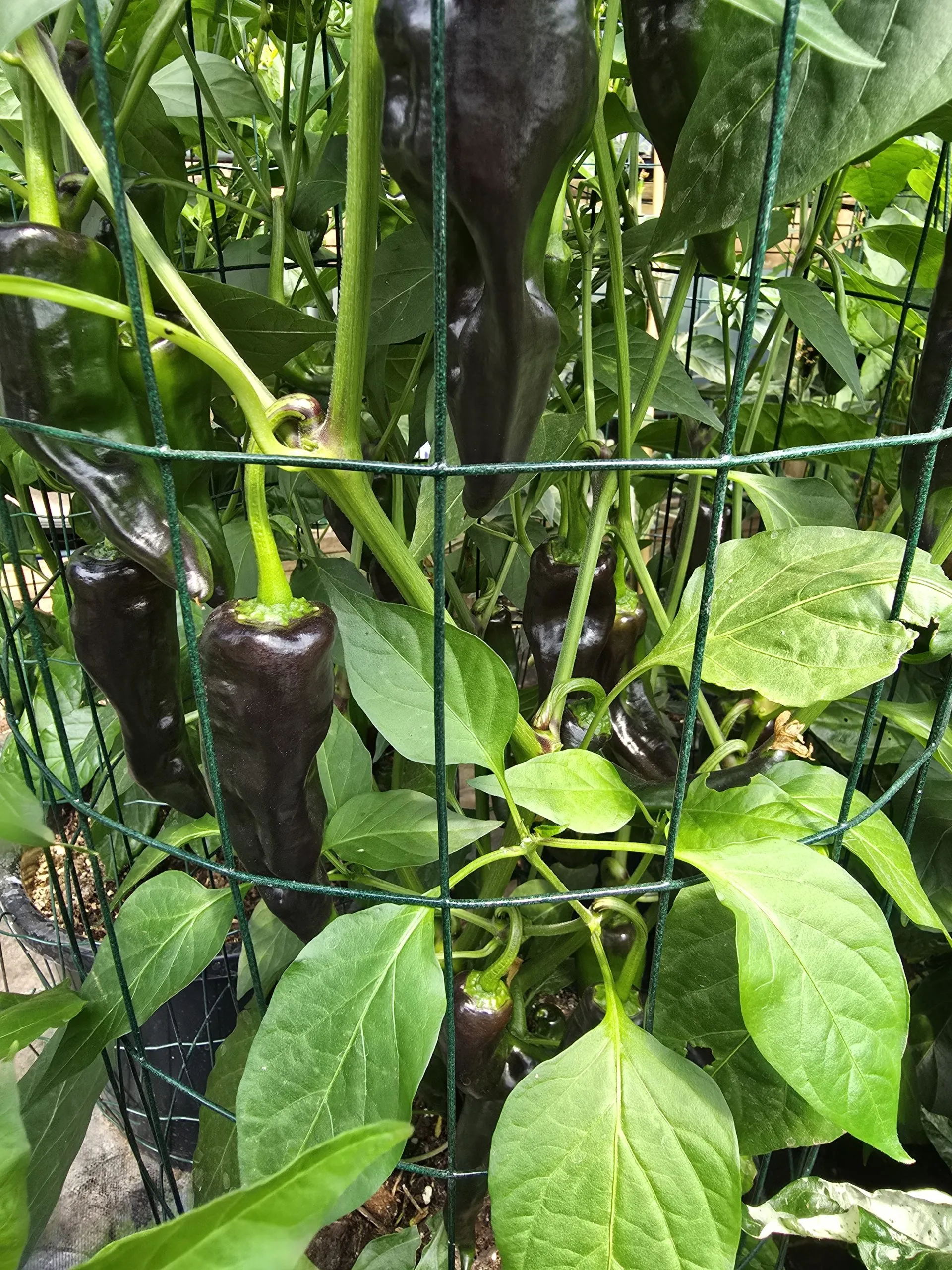 Czech Black Chilli Seeds