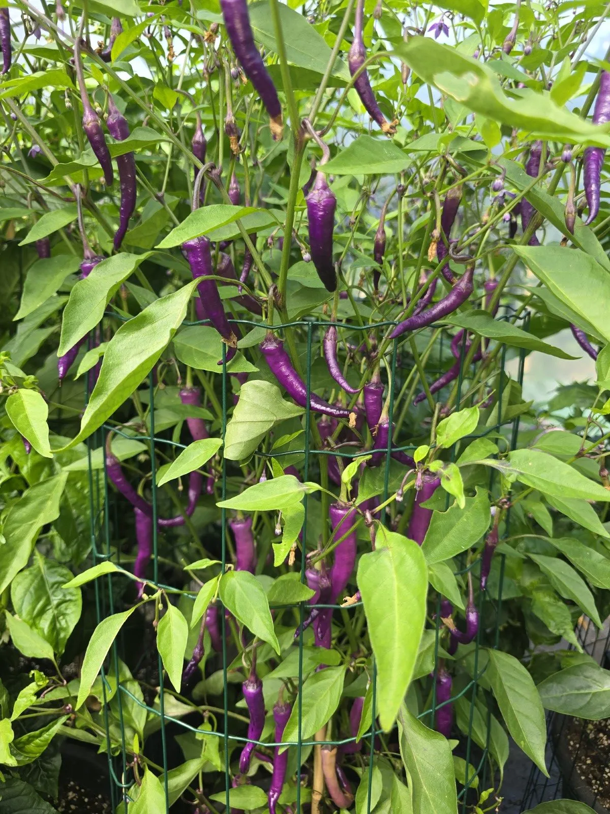 Buena Mulata - Image 4