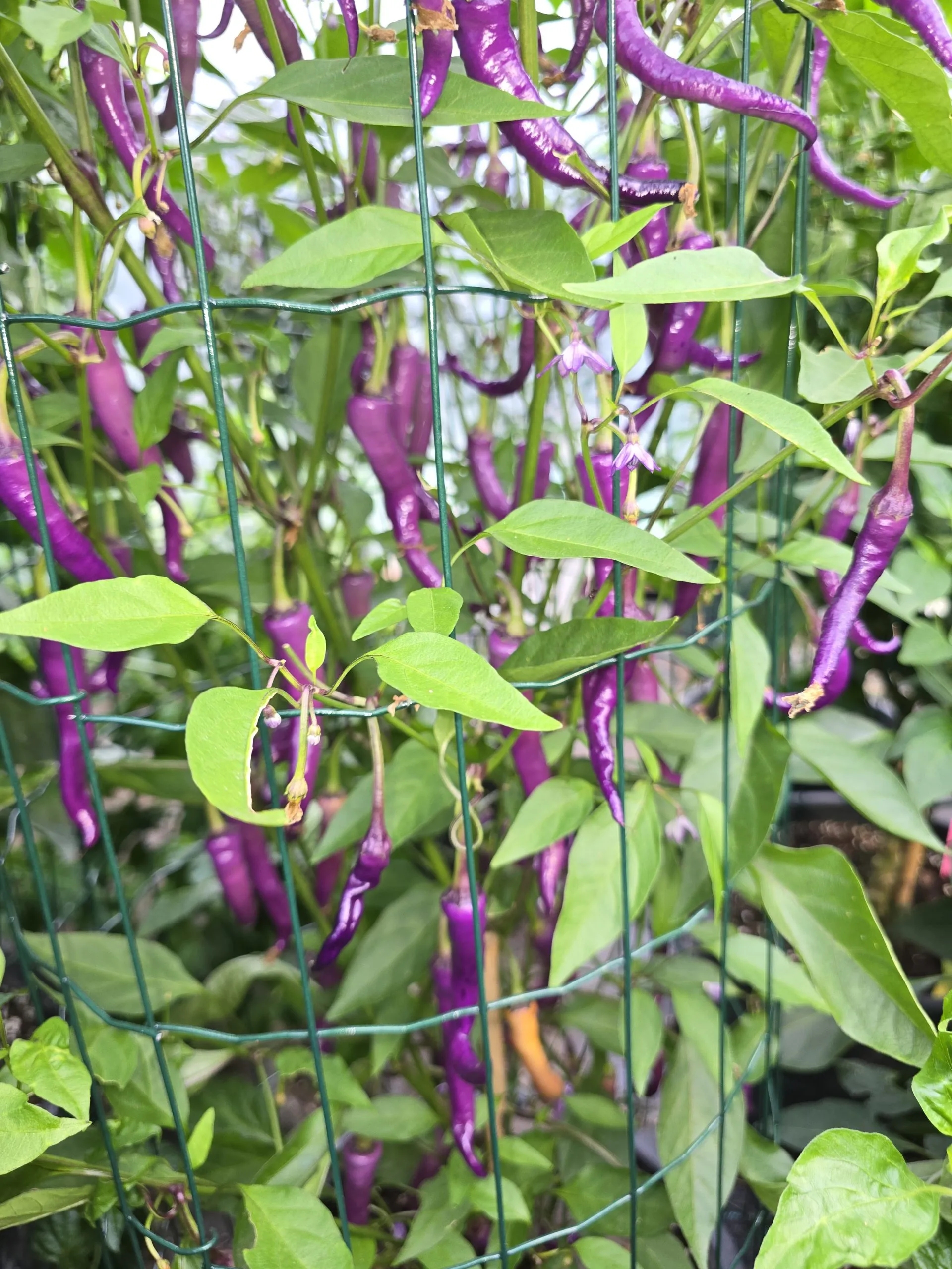 Buena Mulata - Image 18