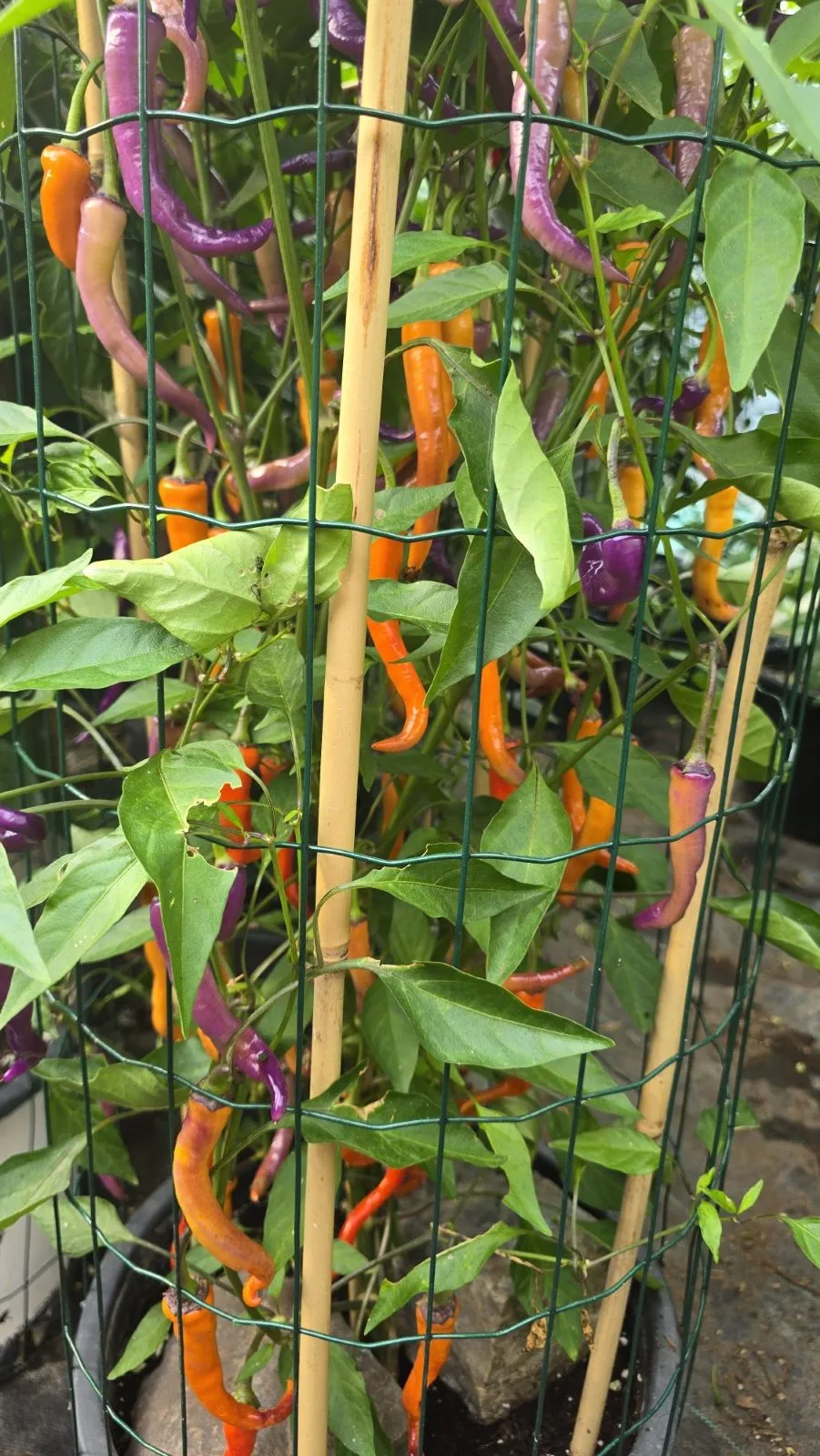 Buena Mulata - Image 6