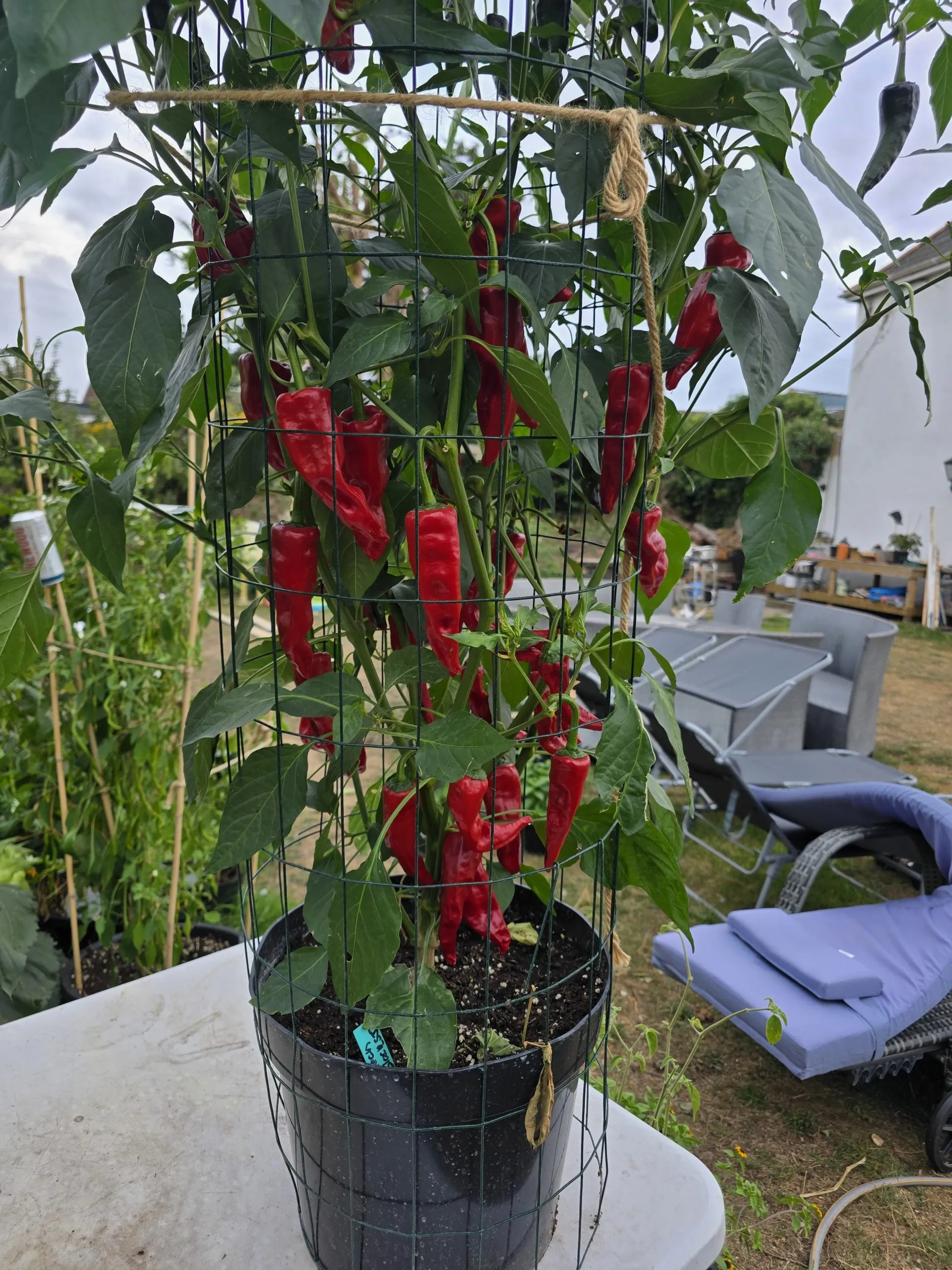 Czech Black - Image 5