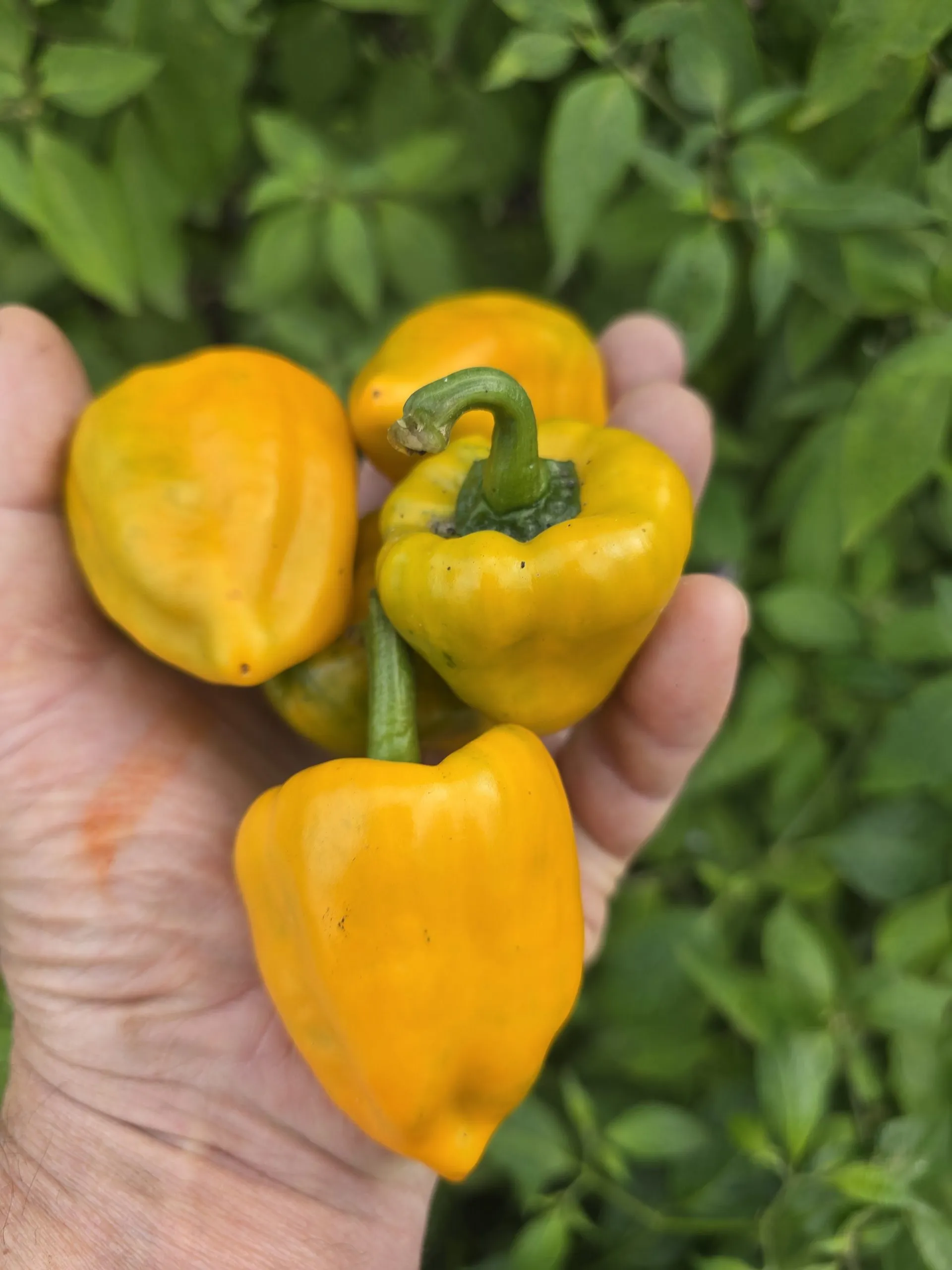 Chilhuacle Amarillo - Image 8
