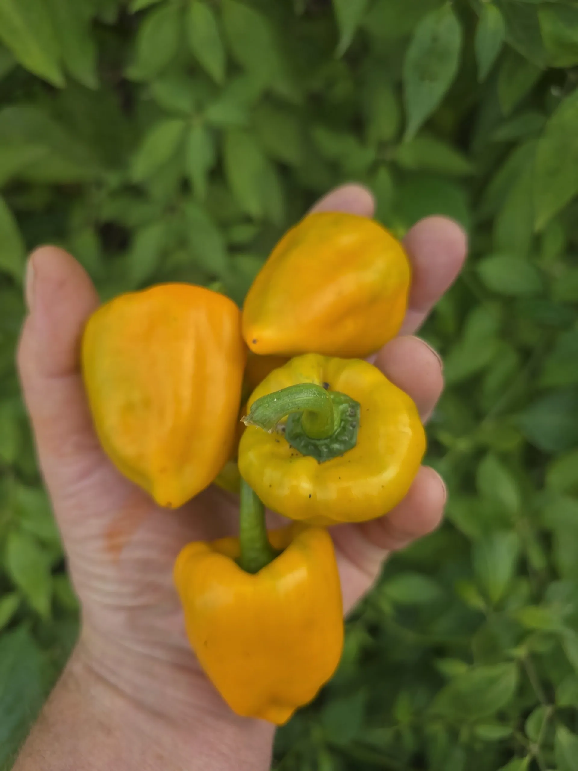 Chilhuacle Amarillo - Image 7