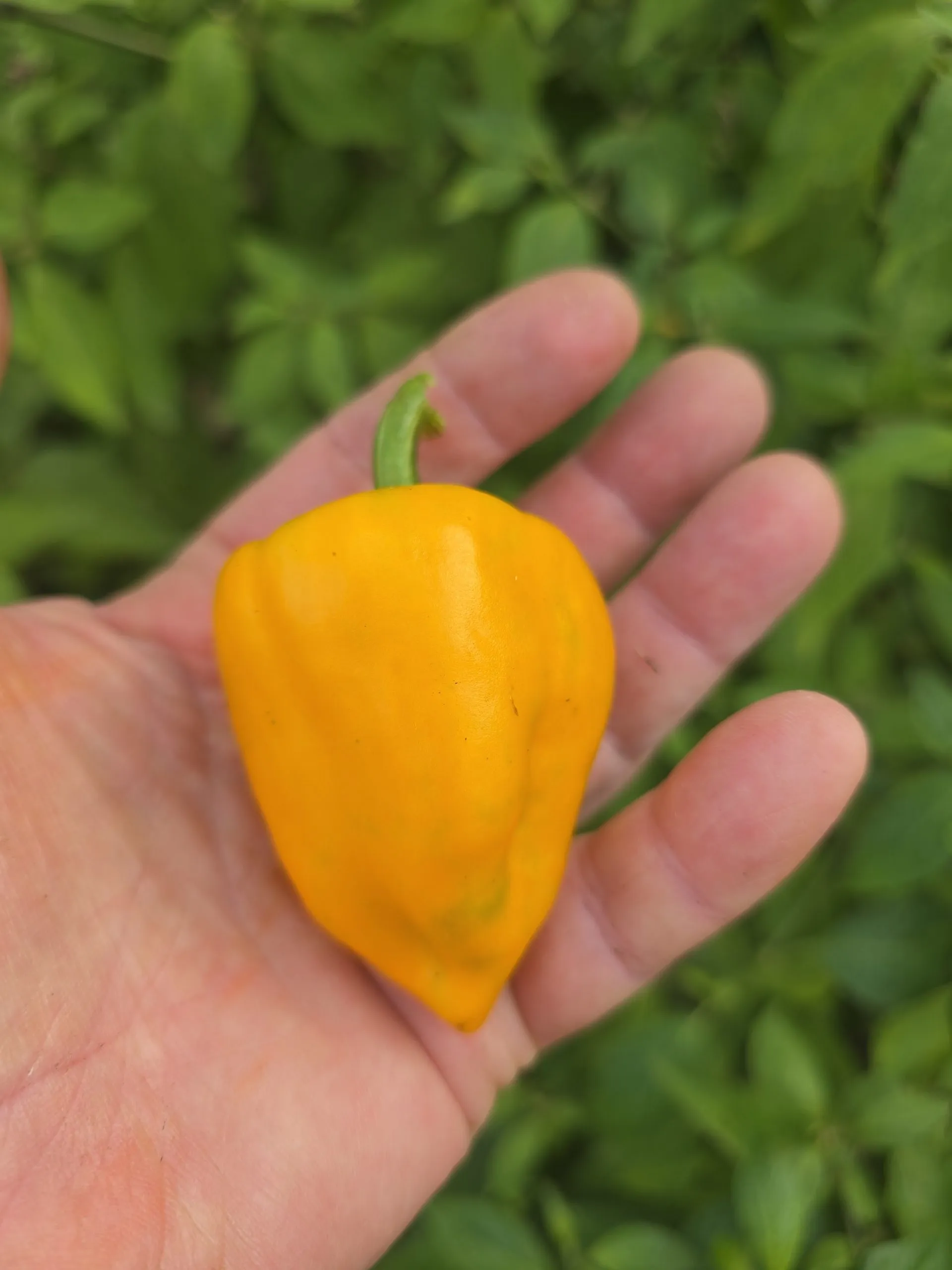Chilhuacle Amarillo - Image 5