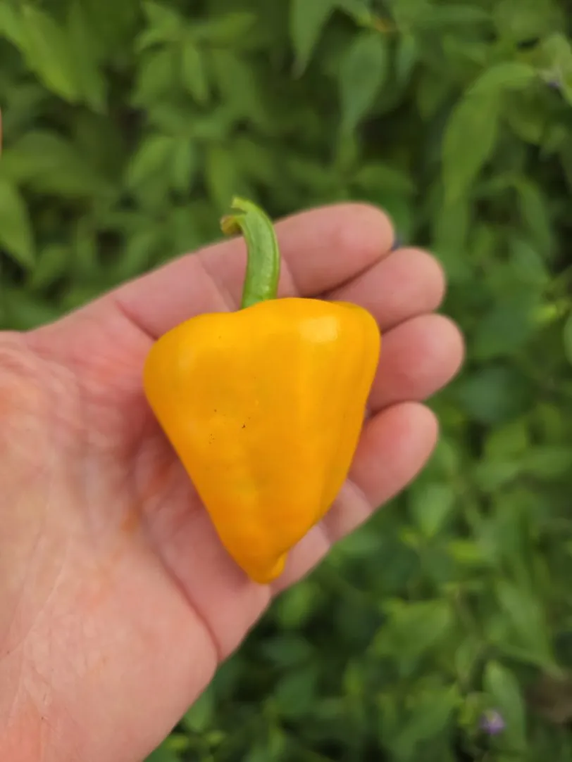 Chilhuacle Amarillo - Image 6