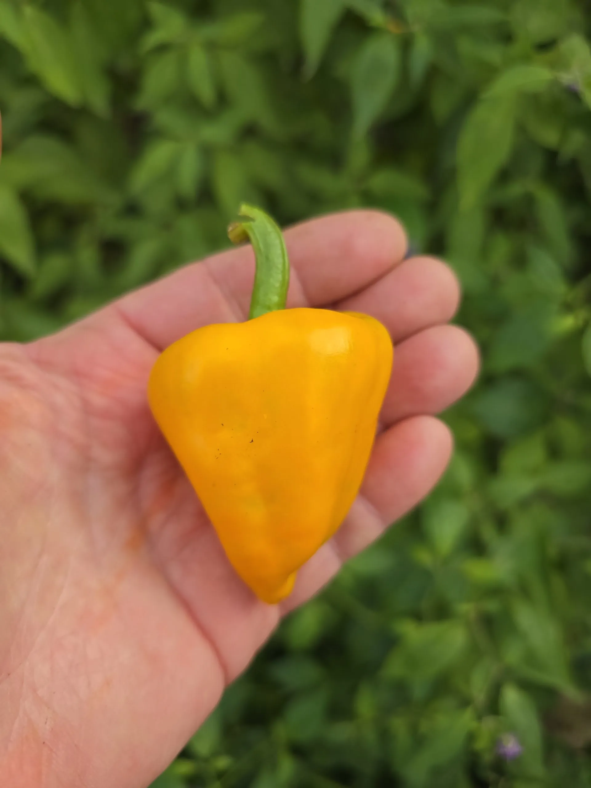 Chilhuacle Amarillo - Image 6