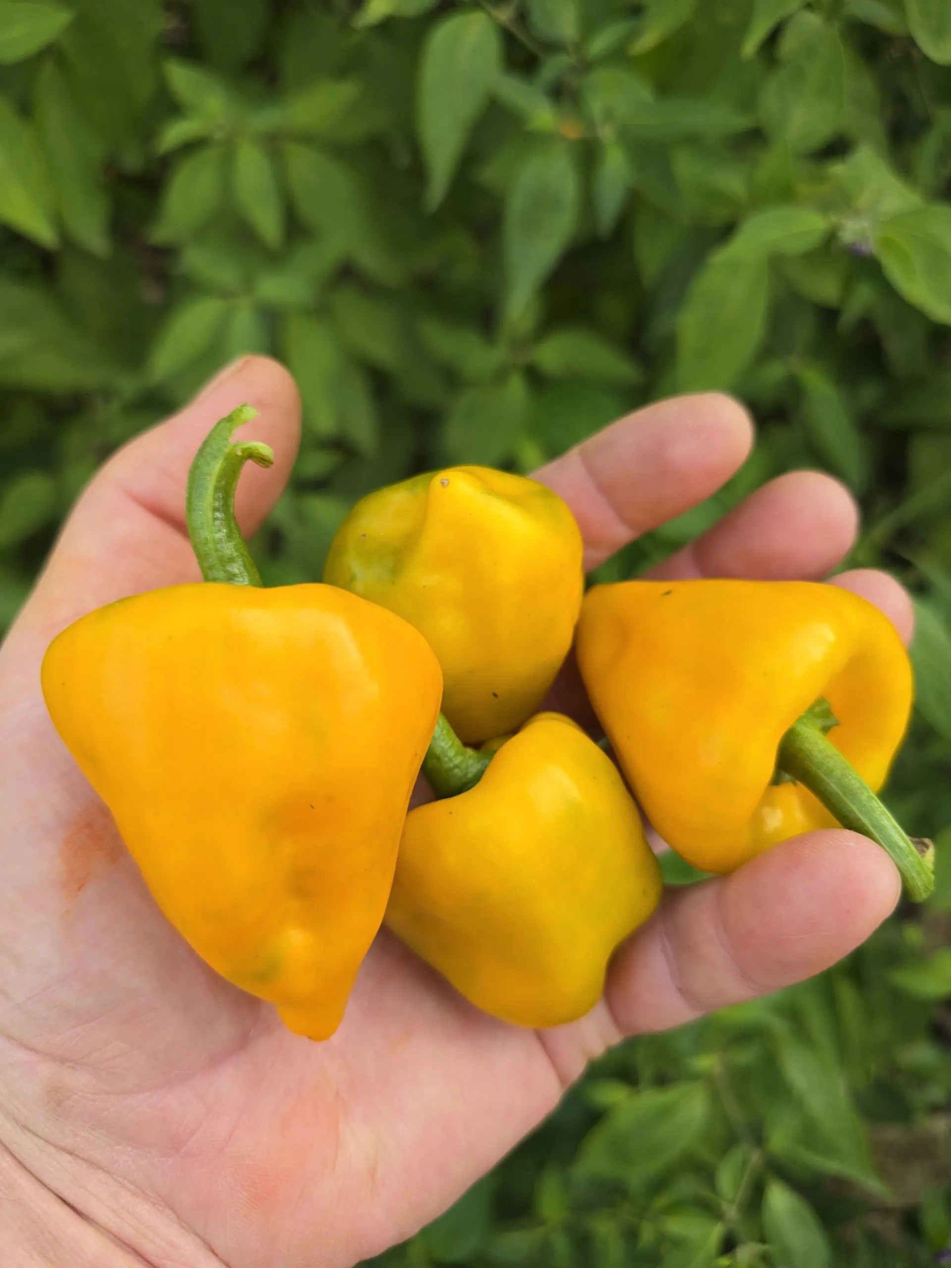Chilhuacle Amarillo - Image 2