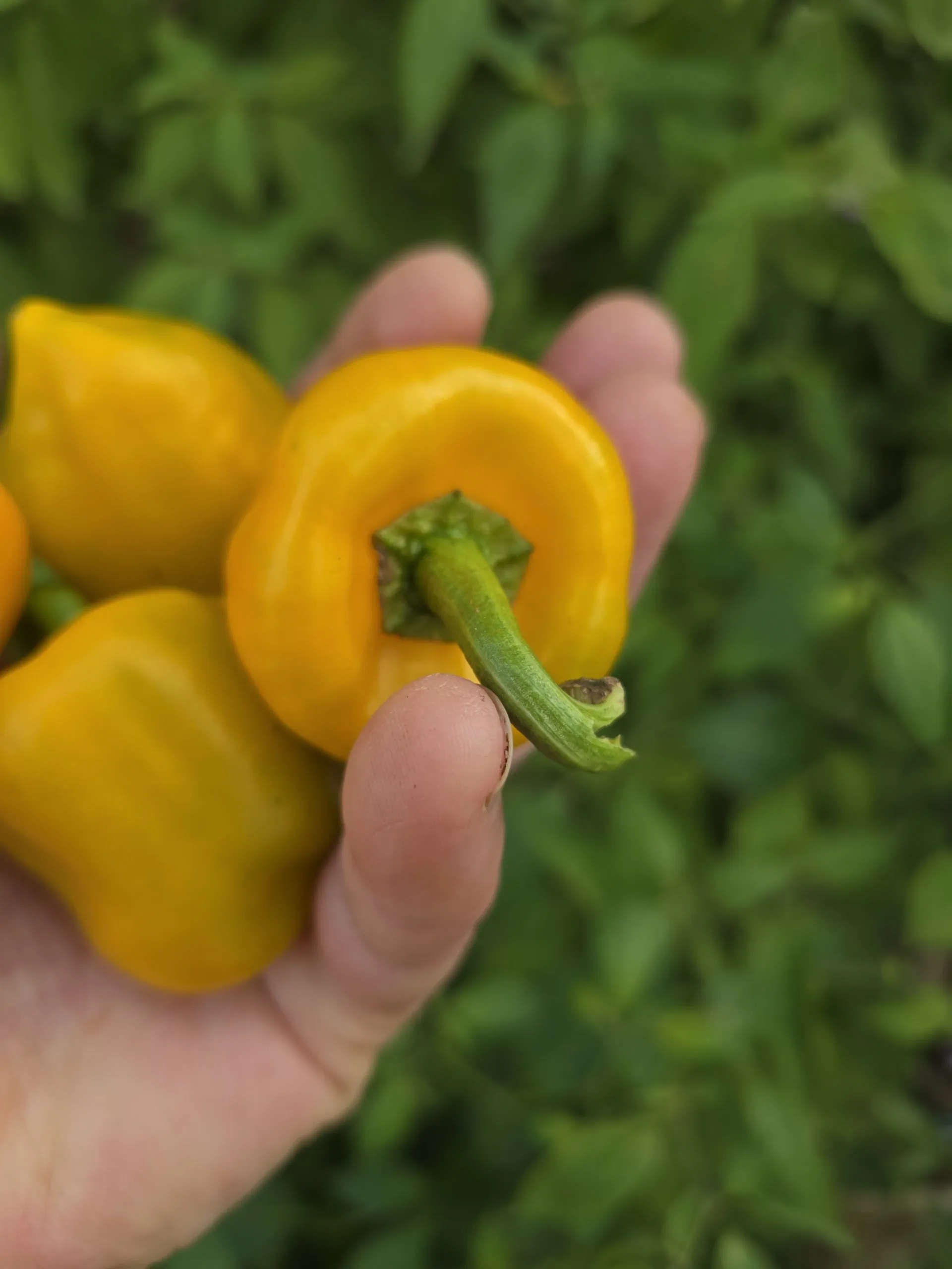 Chilhuacle Amarillo - Image 4