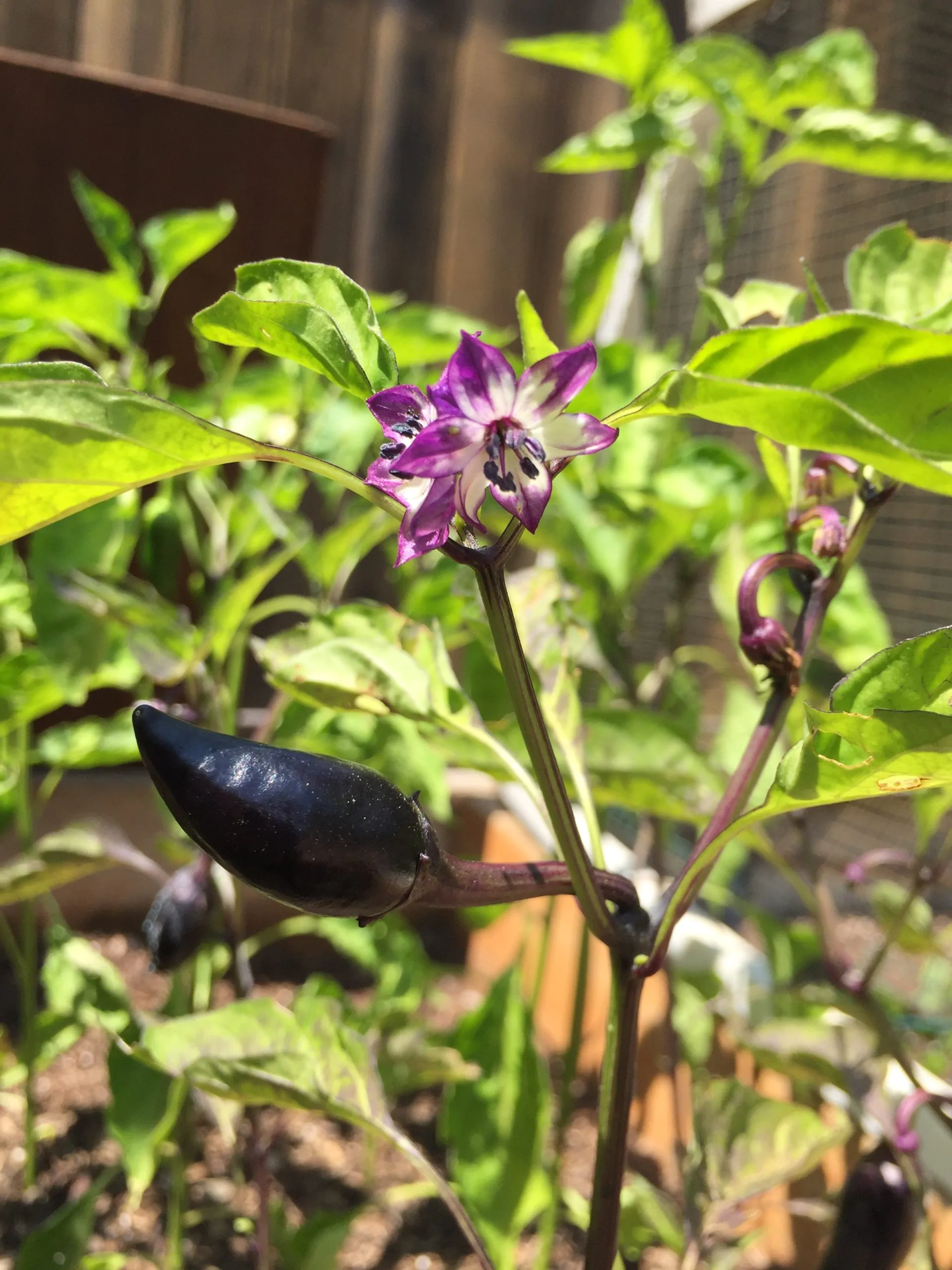 Hungarian Black - Image 3