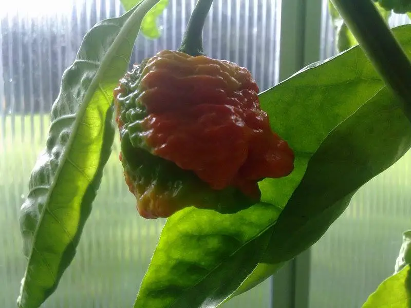 7 Pot Infinity Chilli Seeds - Image 3