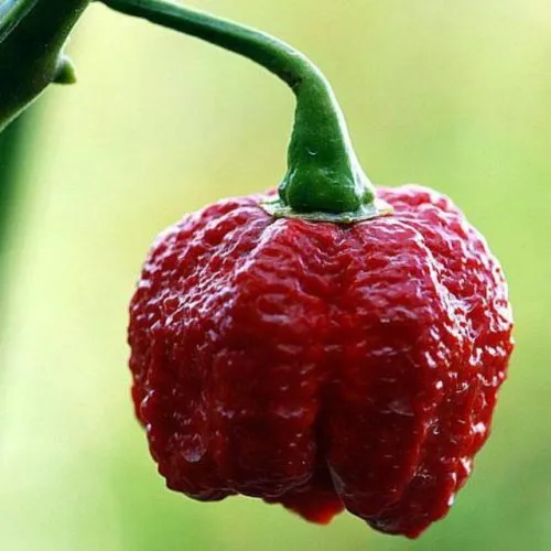 7 Pot Infinity Chilli Seeds