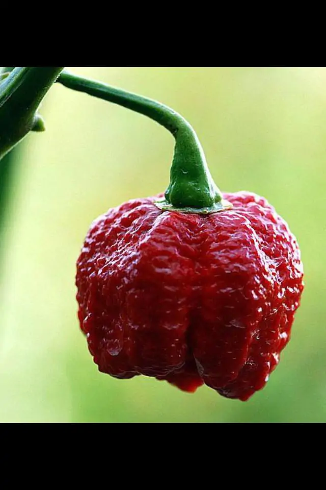 7 Pot Infinity Chilli Seeds