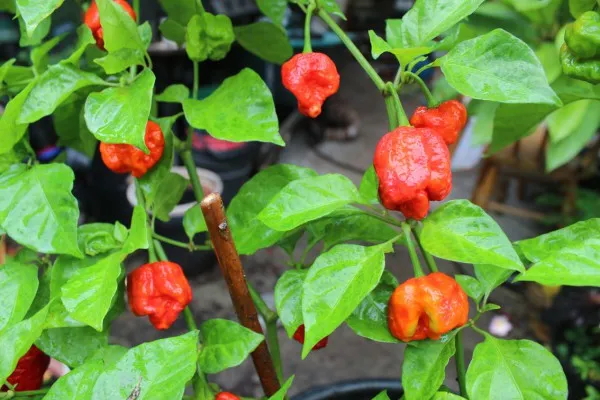 7 Pot Infinity Chilli Seeds - Image 6
