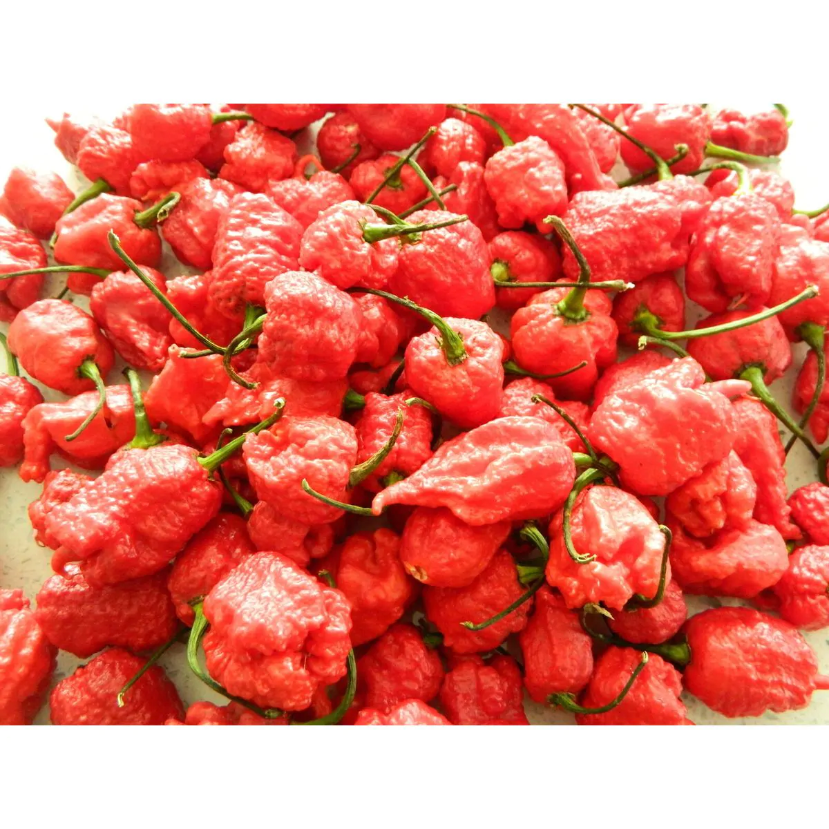 7 Pot Primo Red Chilli Seeds - Image 2