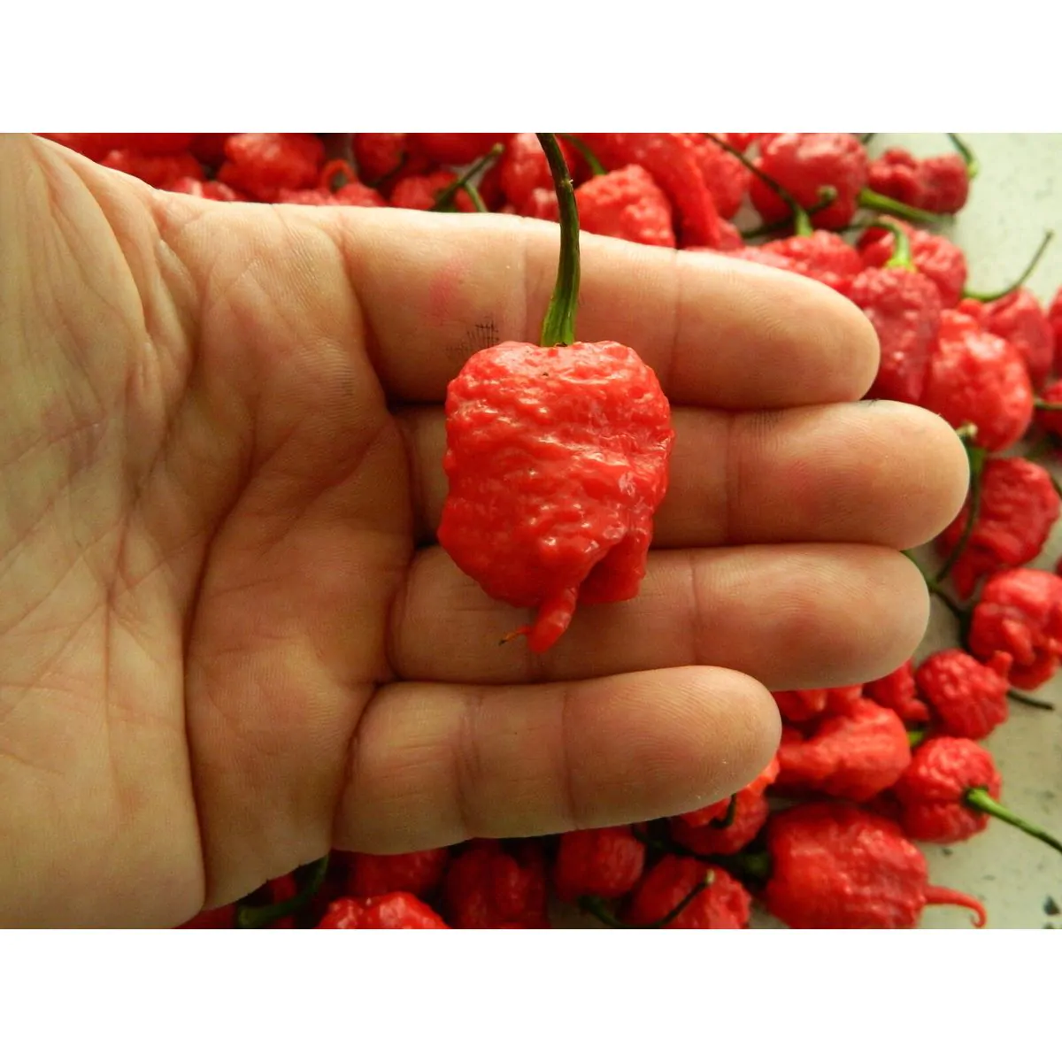 7 Pot Primo Red Chilli Seeds - Image 3