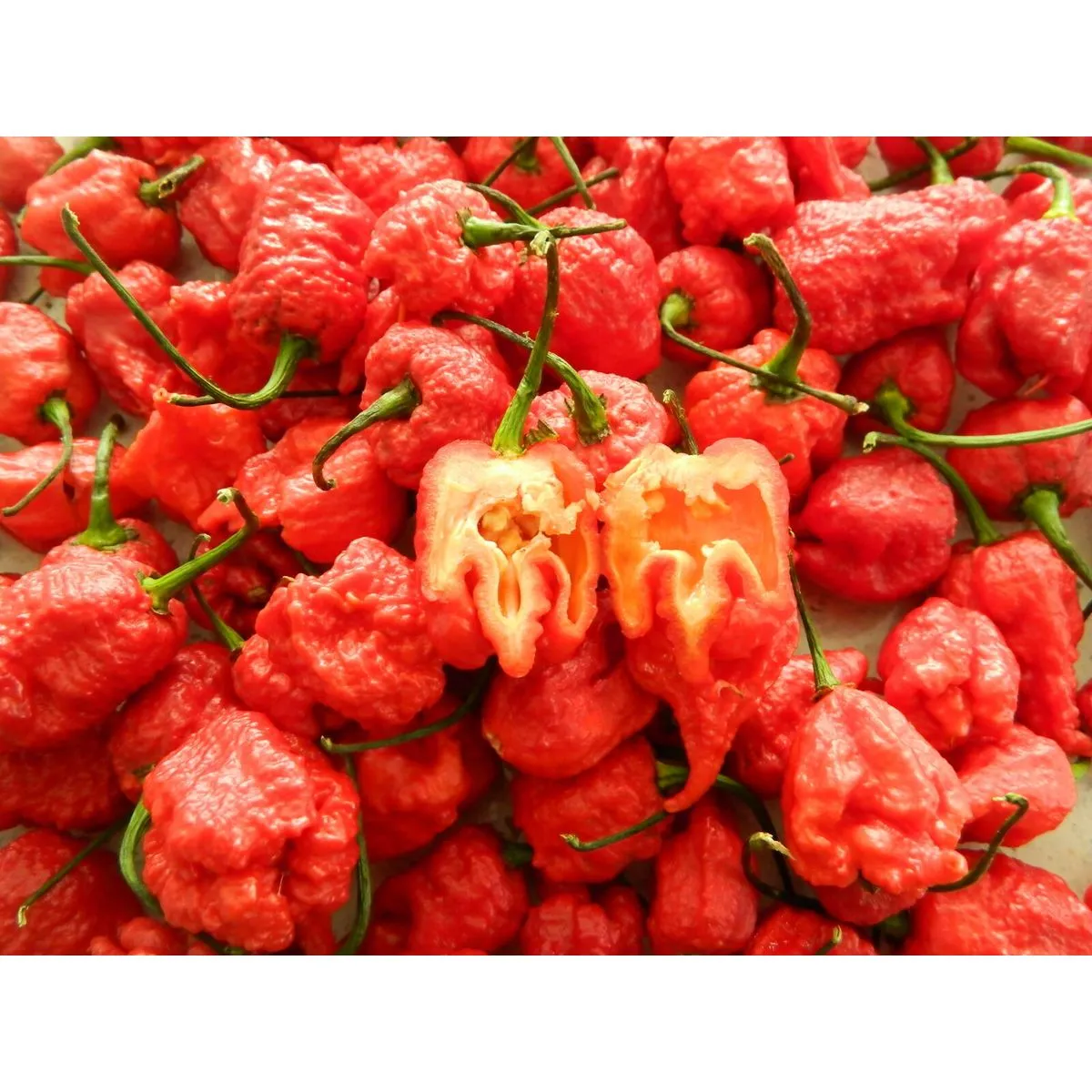 7 Pot Primo Red Chilli Seeds - Image 4
