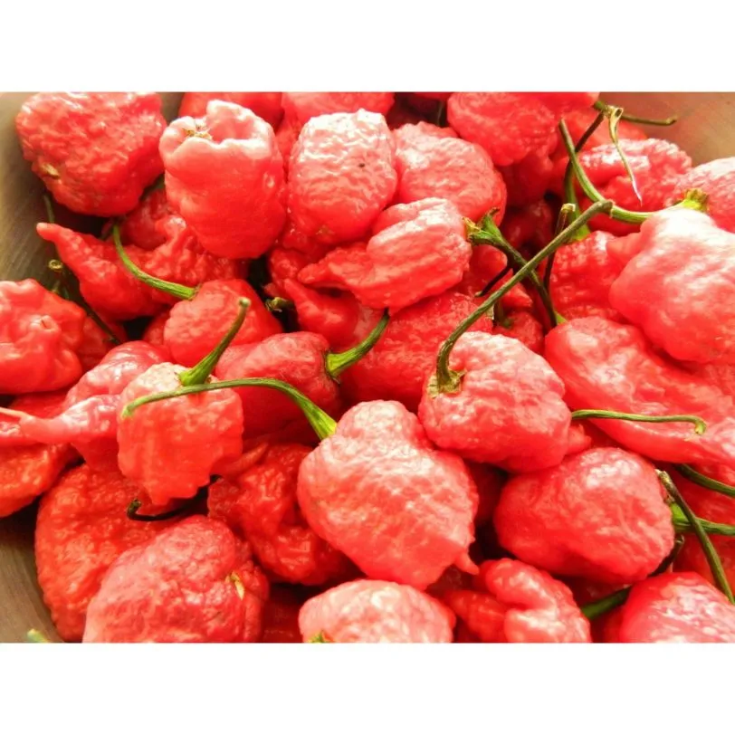 7 Pot Primo Red Chilli Seeds - Image 5