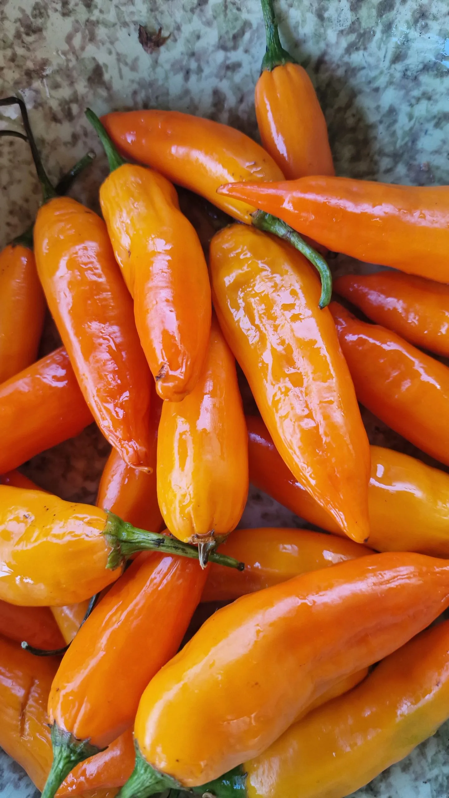 Aji Amarillo Chilli Seeds - Image 8