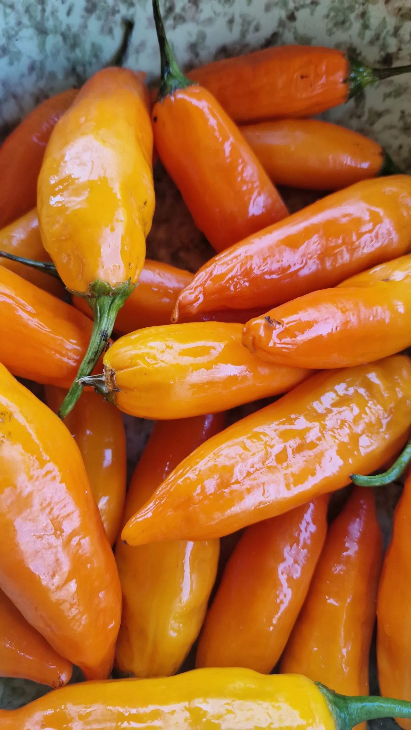 Aji Amarillo Chilli Seeds - Image 9