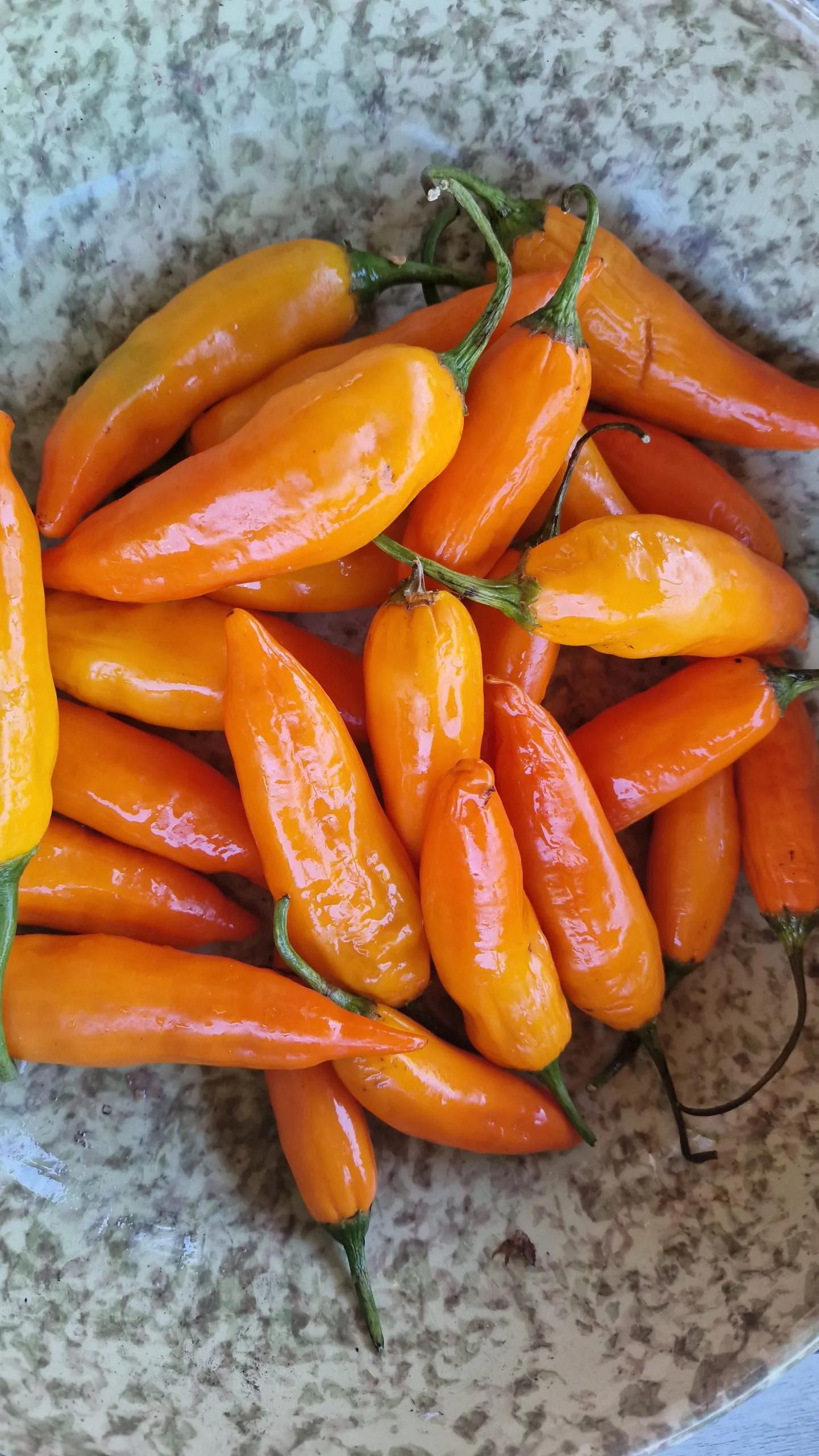 Aji Amarillo Chilli Seeds - Image 3