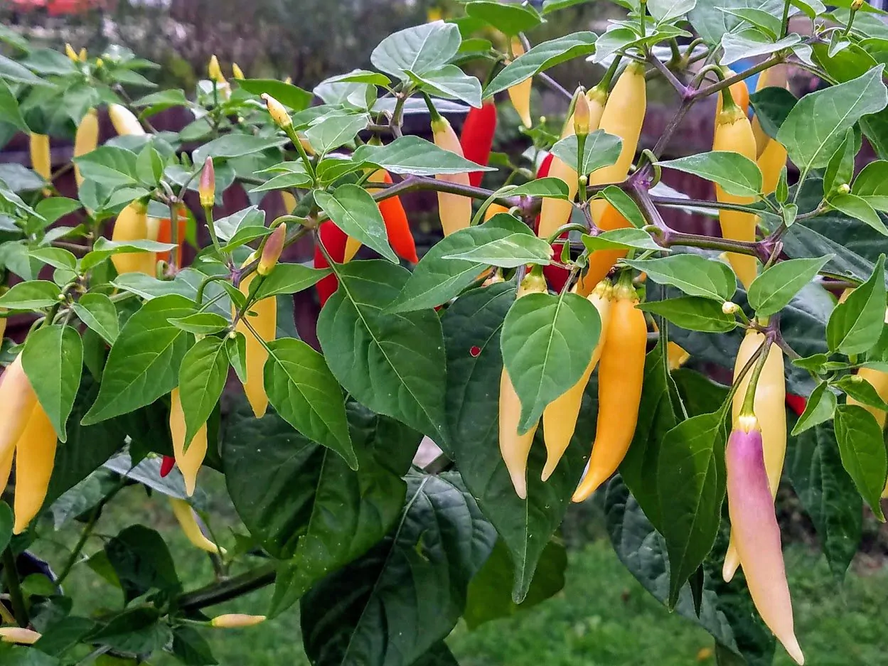 Aji Omnicolor - Image 8