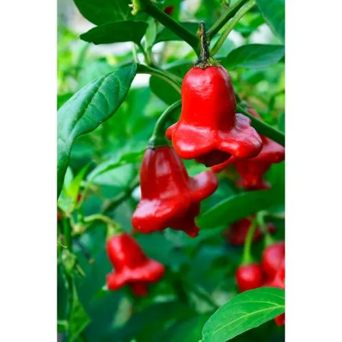 Bishops Crown Chilli Seeds