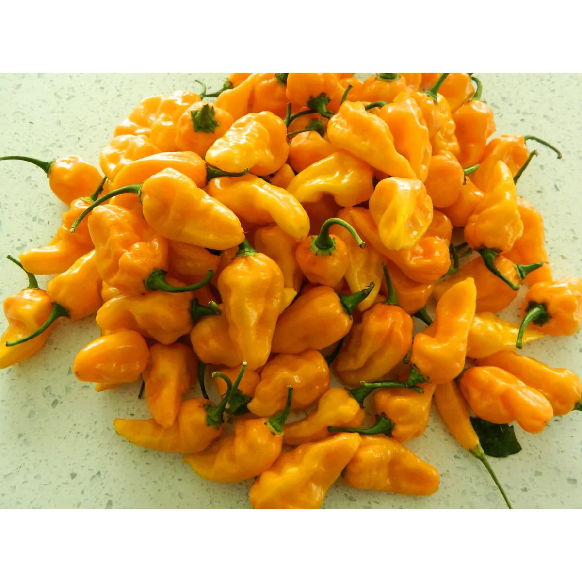 Bonda Ma Jacques Chilli Seeds