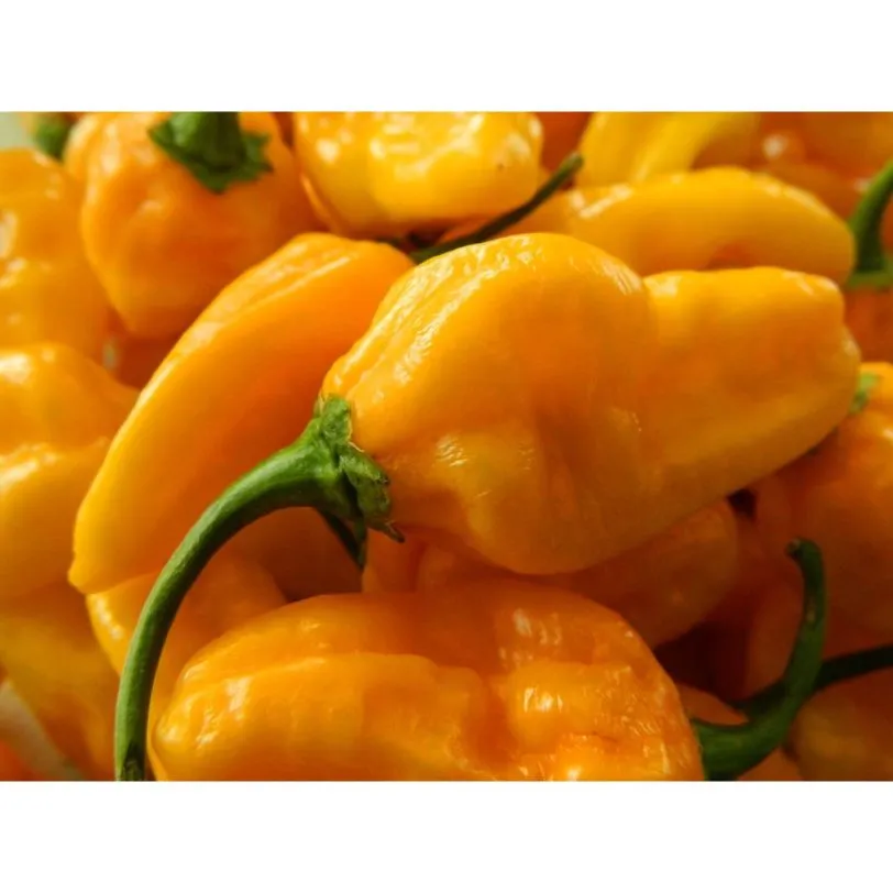 Bonda Ma Jacques Chilli Seeds - Image 3