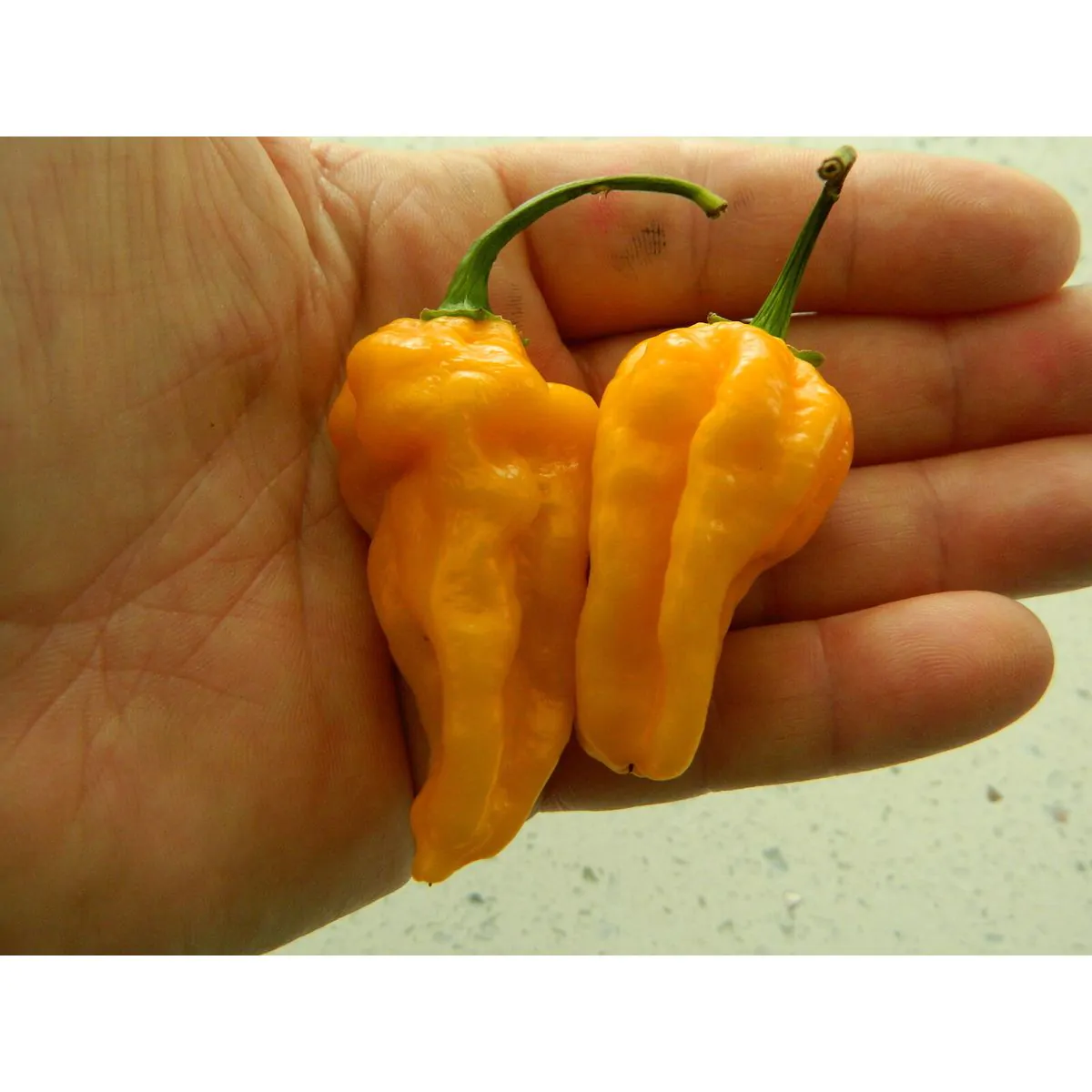 Bonda Ma Jacques Chilli Seeds - Image 5