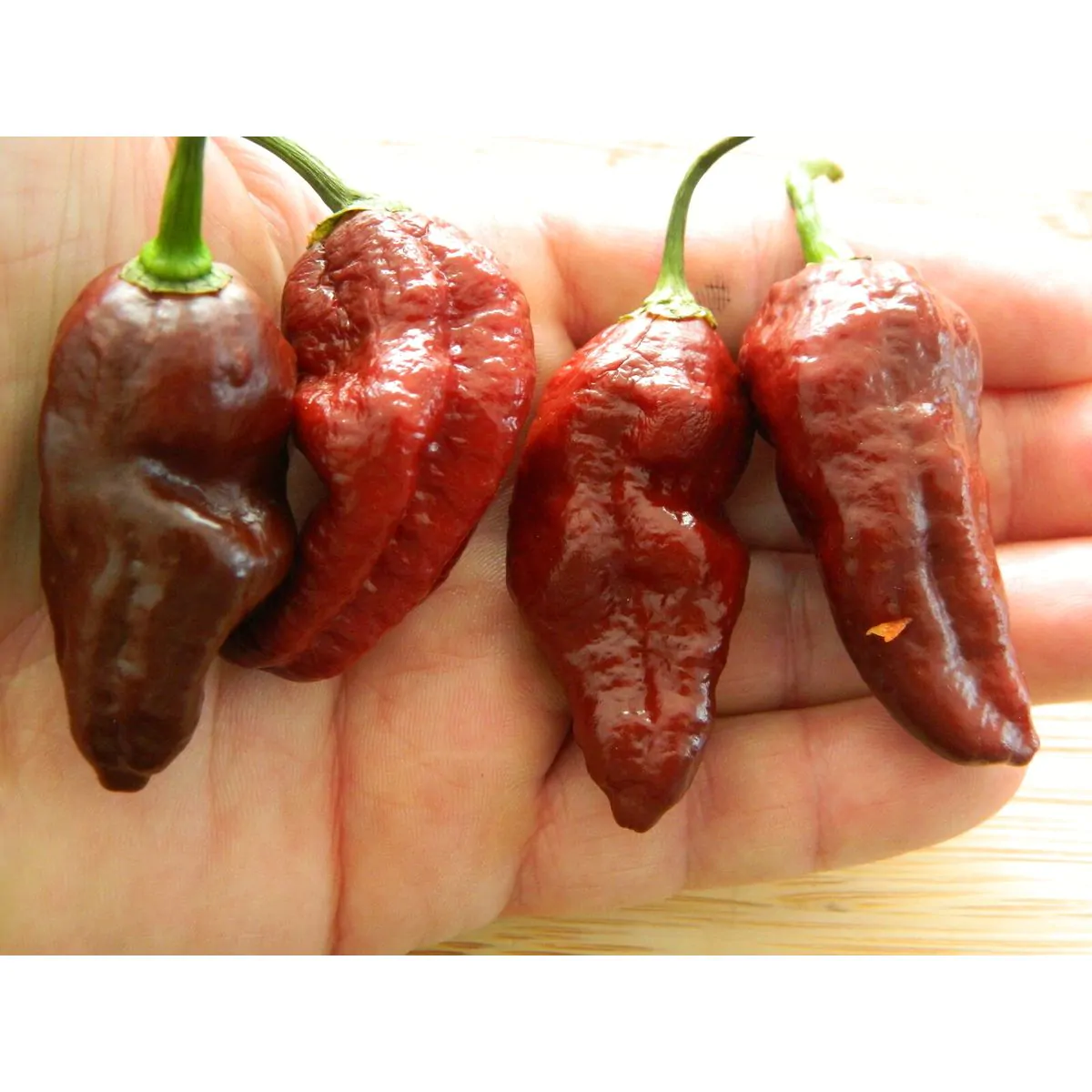 Chocolate Fatalii Chilli Seeds