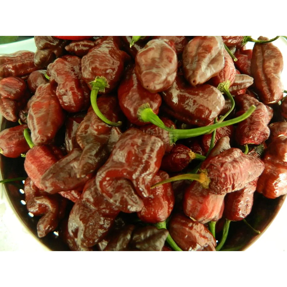 Chocolate Fatalii Chilli Seeds - Image 3