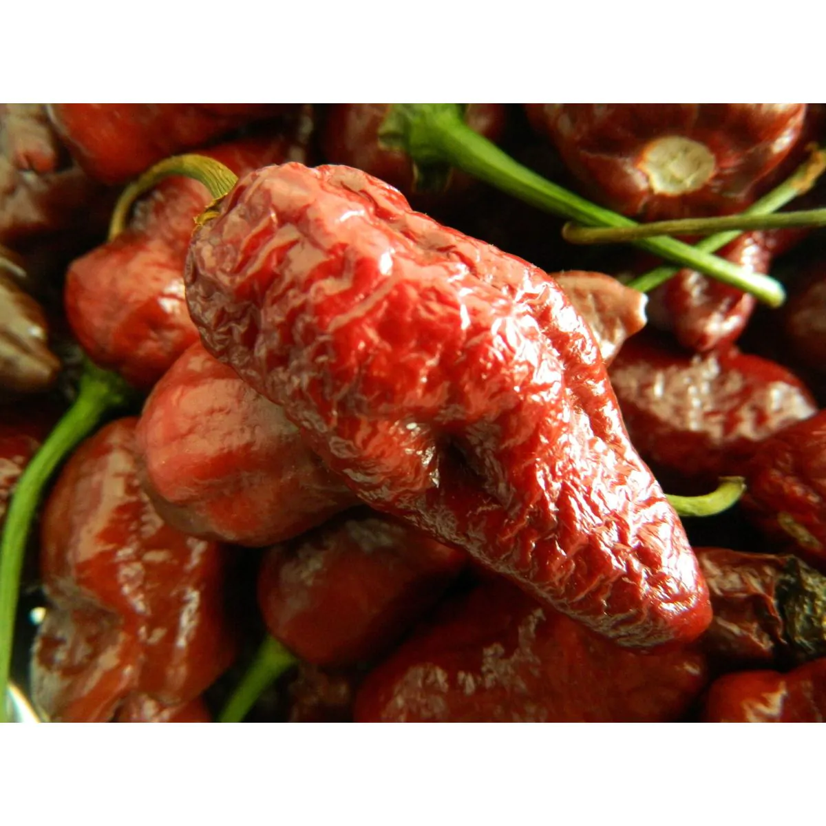 Chocolate Fatalii Chilli Seeds - Image 5