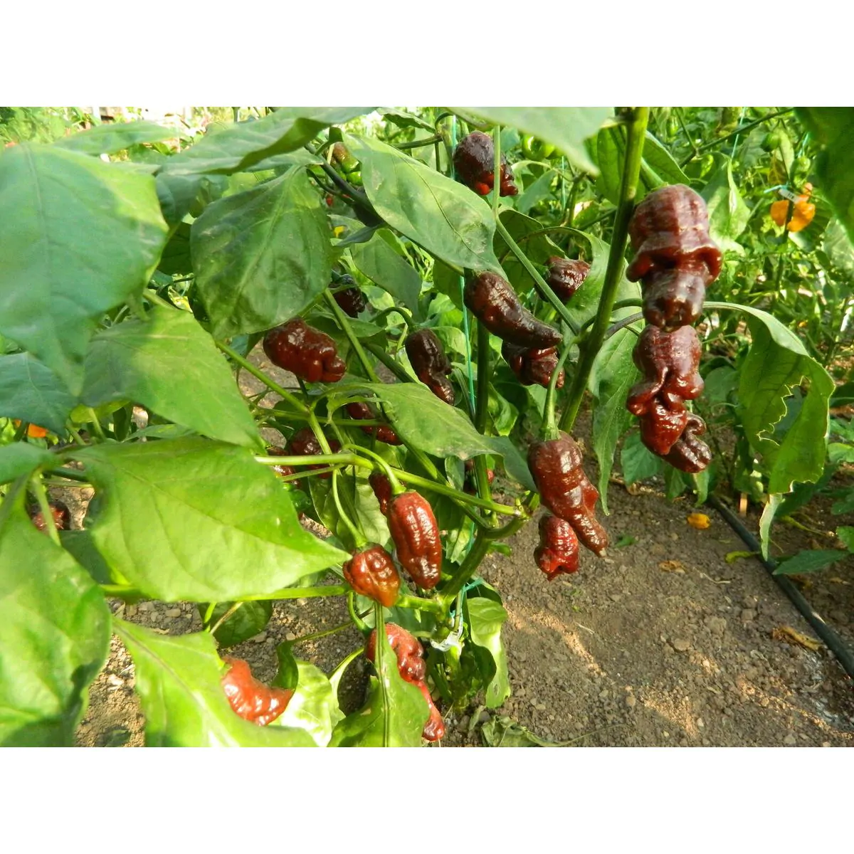 Chocolate Fatalii Chilli Seeds - Image 8