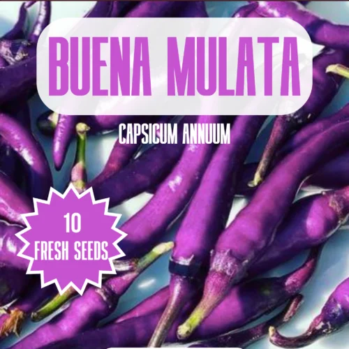 Buena Mulata
