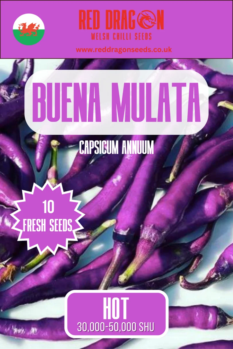 Buena Mulata