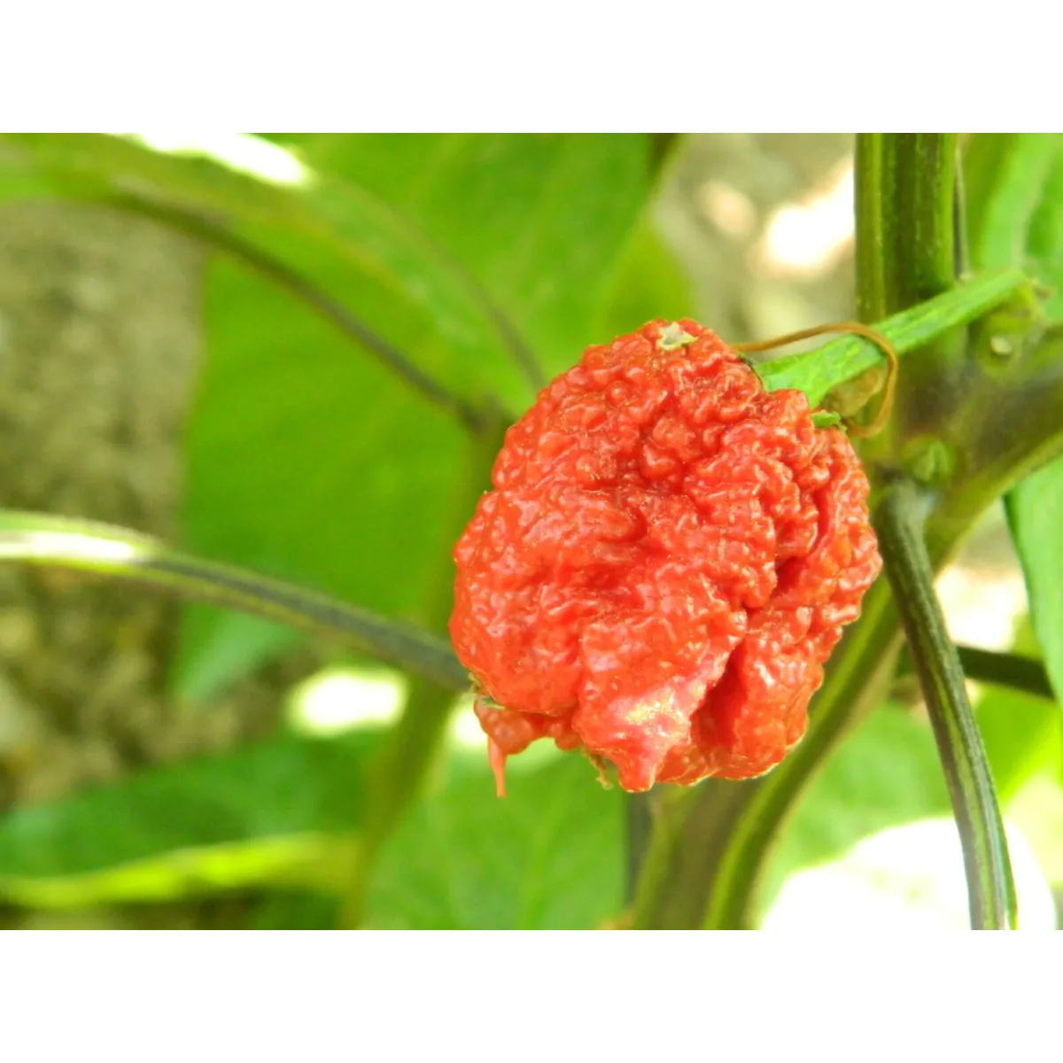 Burgundy Carolina Reaper - Image 4