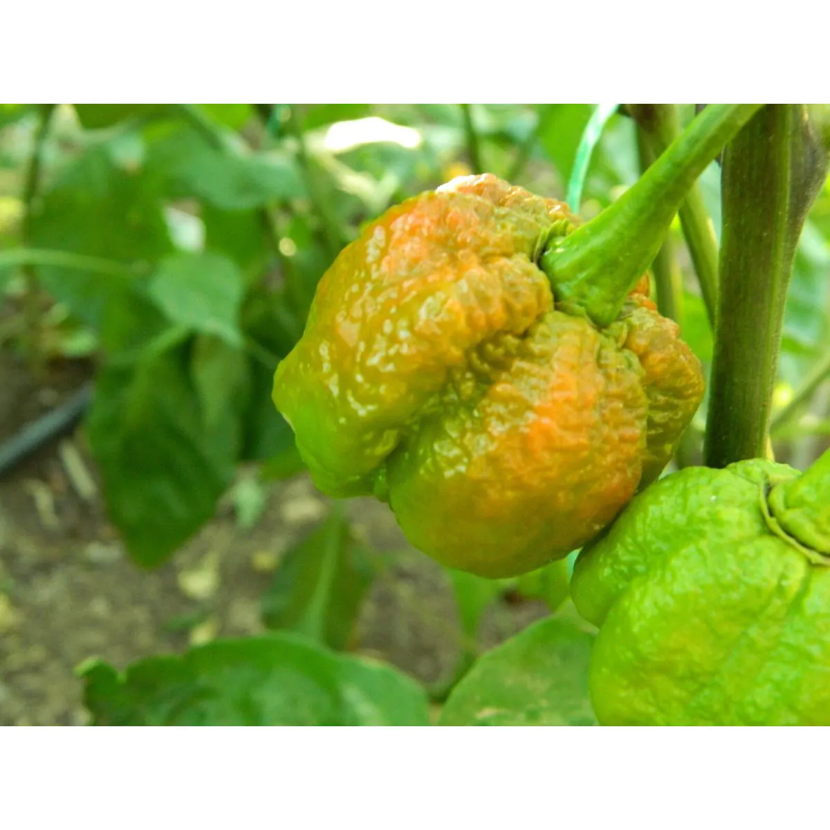 Burgundy Carolina Reaper - Image 5