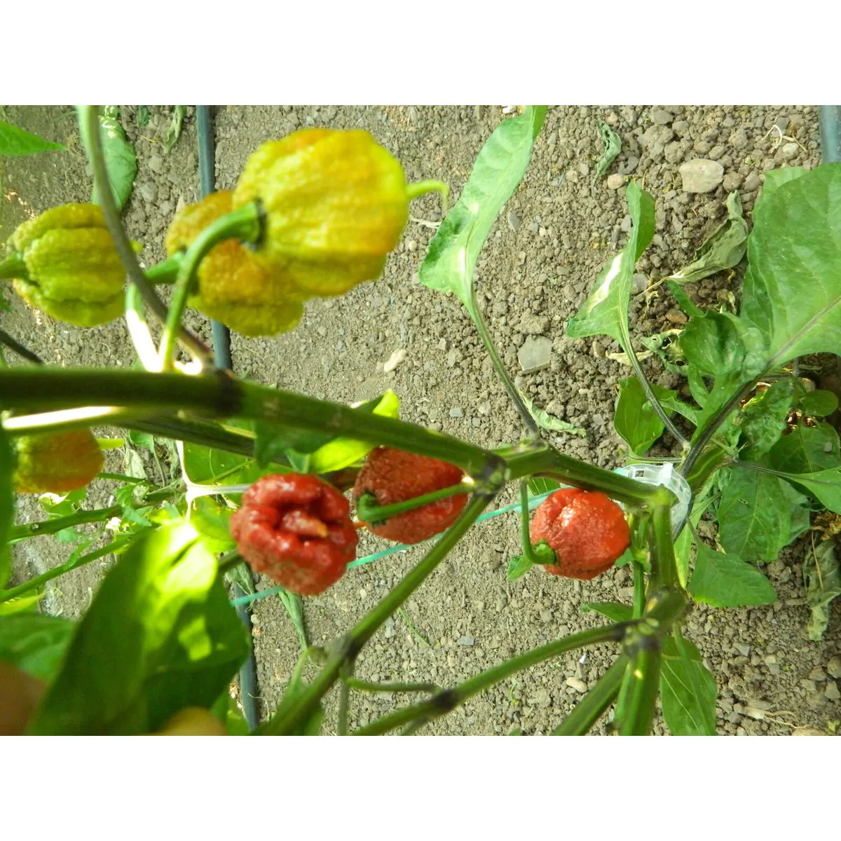 Burgundy Carolina Reaper - Image 6