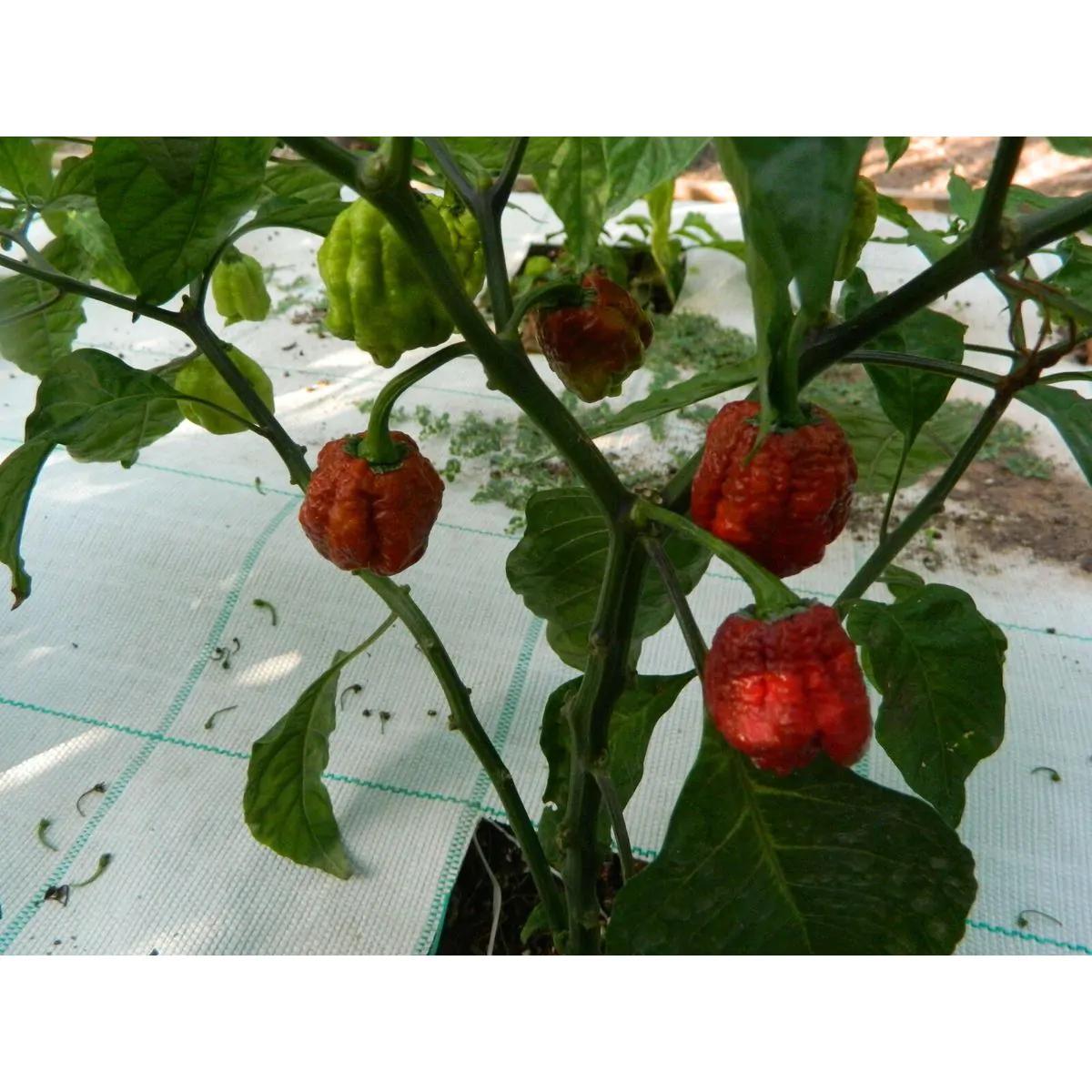 Burgundy Carolina Reaper - Image 7