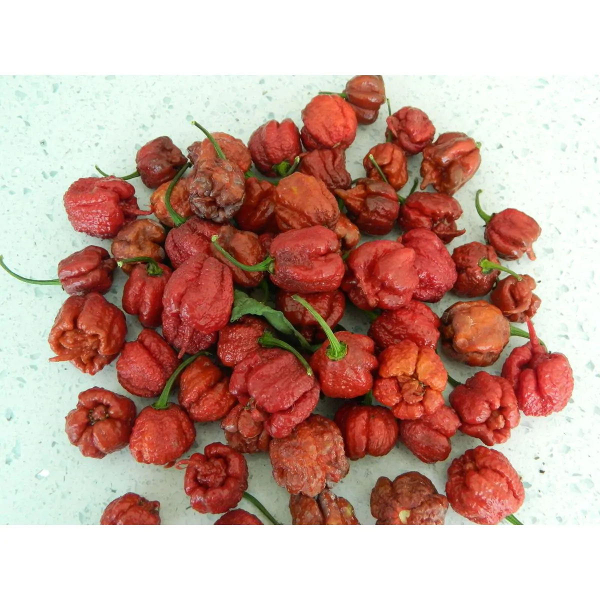 Burgundy Carolina Reaper - Image 8